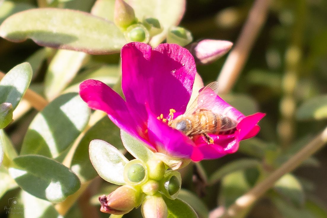 A vibrant pink portulaca flower blooms in sunlight with a honey bee gathering nectar from its center.