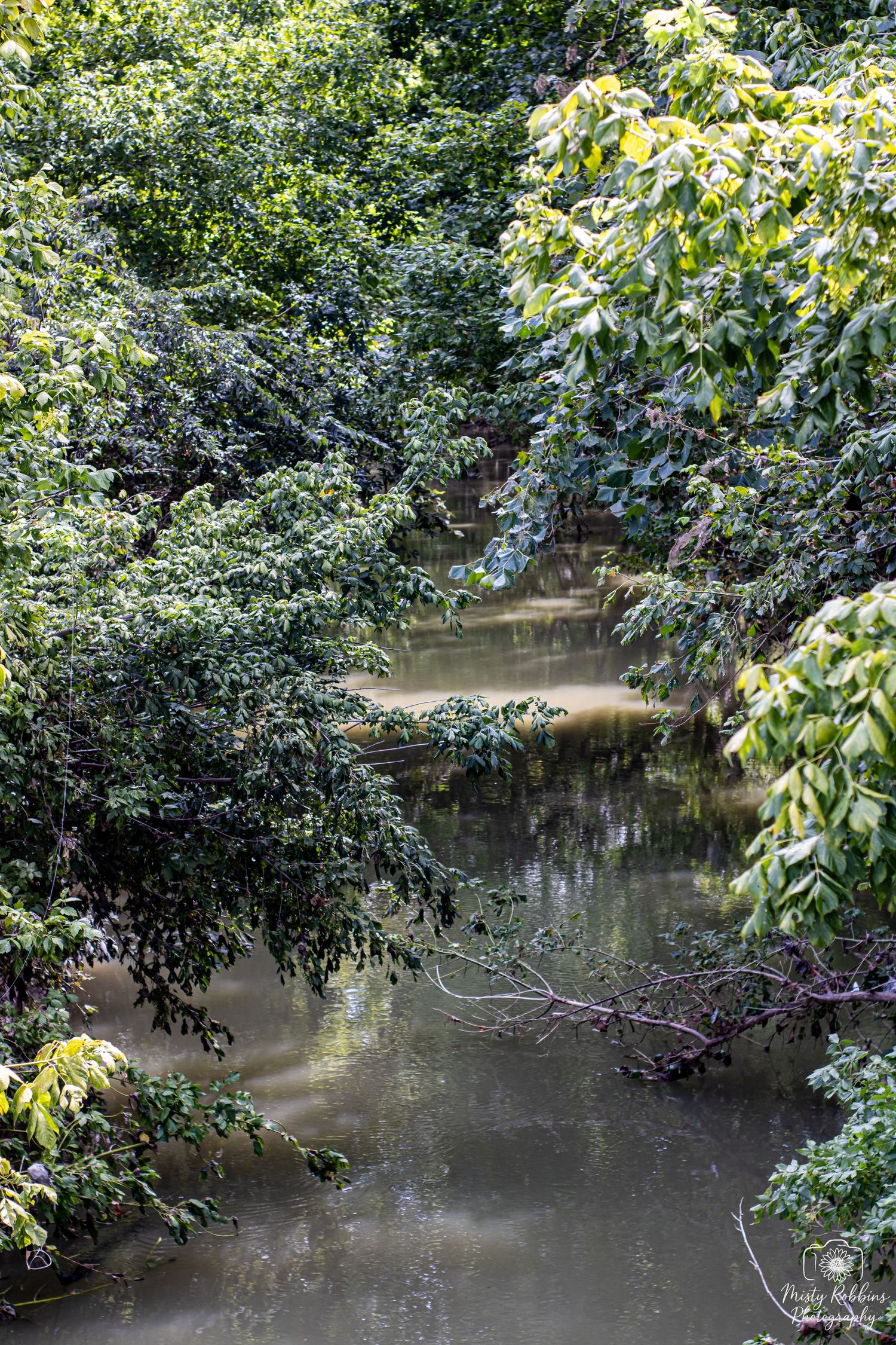 A serene creek winds through lush green foliage with sunlight filtering through the tree canopy.
