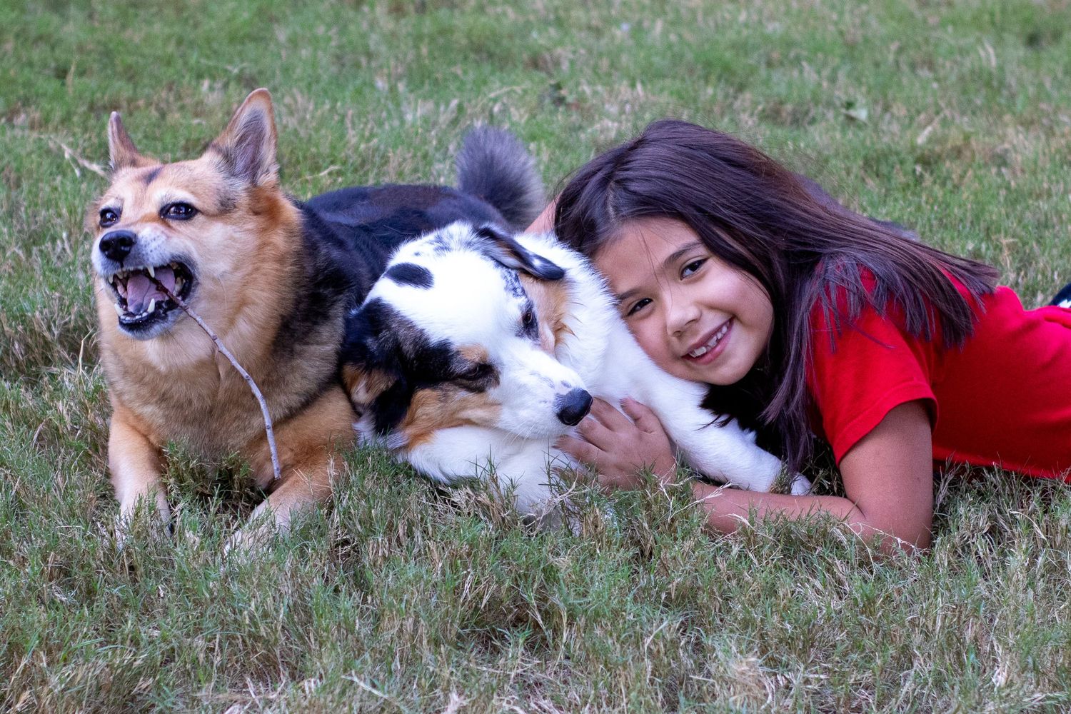 A person in a red shirt lies in the grass playing with a Pembroke Welsh Corgi dog in a series of candid shots.