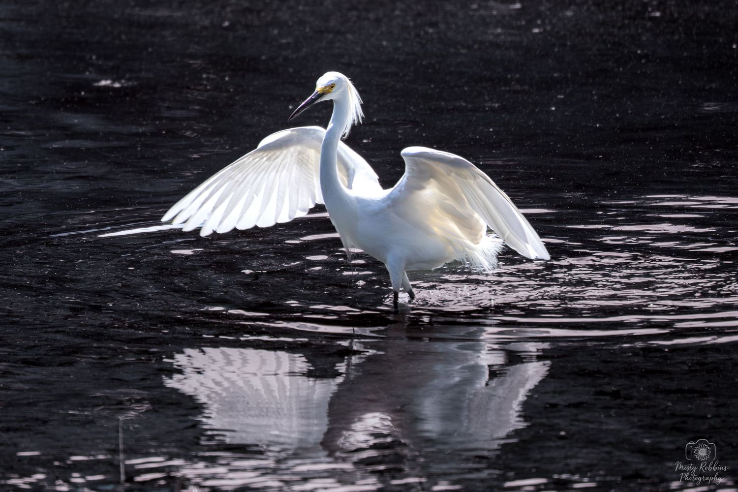 A white egret spreads its wings gracefully over dark reflective water, showcasing its elegant plumage in natural habitat.