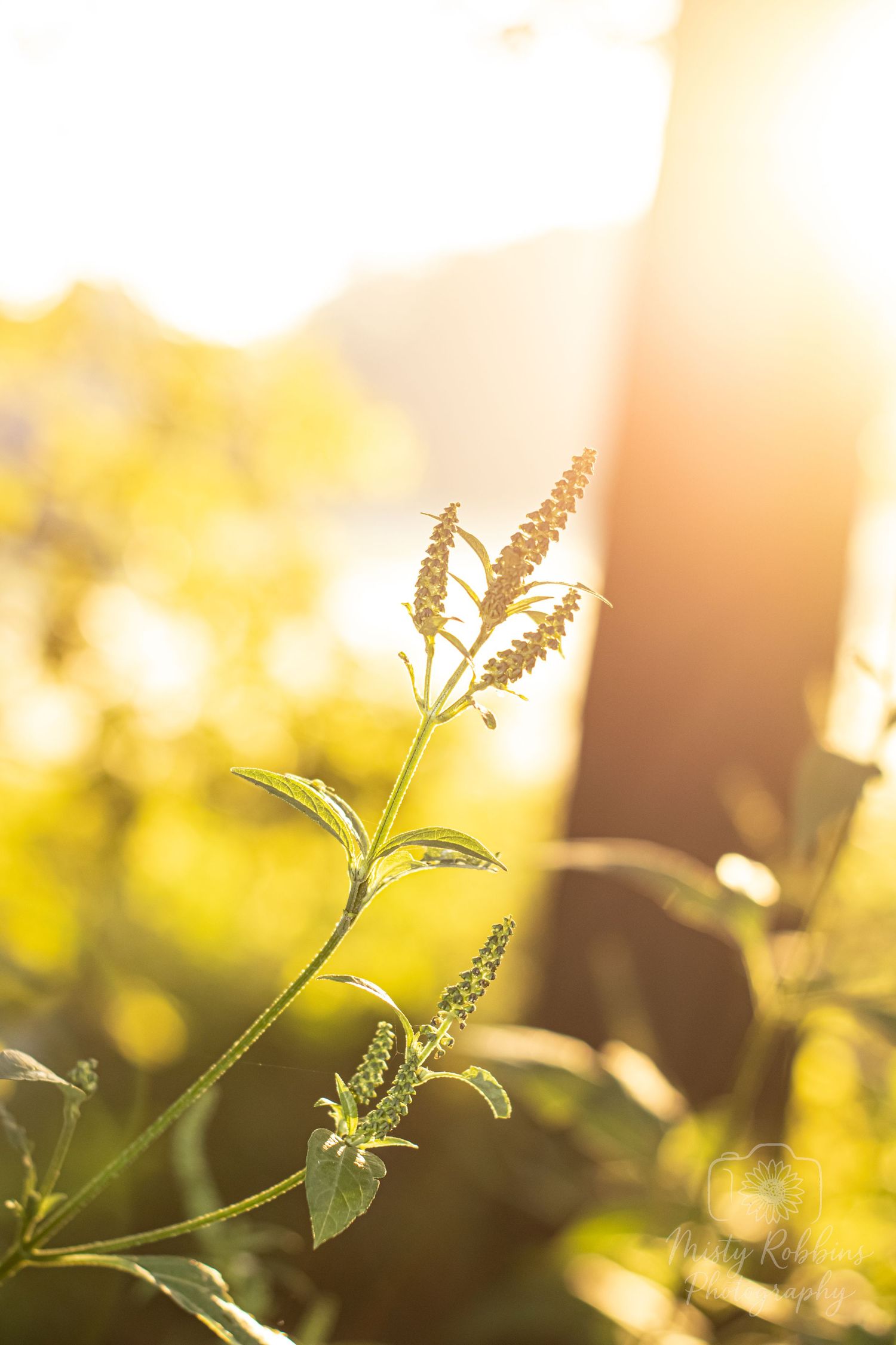 Delicate plant silhouette against golden sunlight with bokeh effect in warm summer evening.