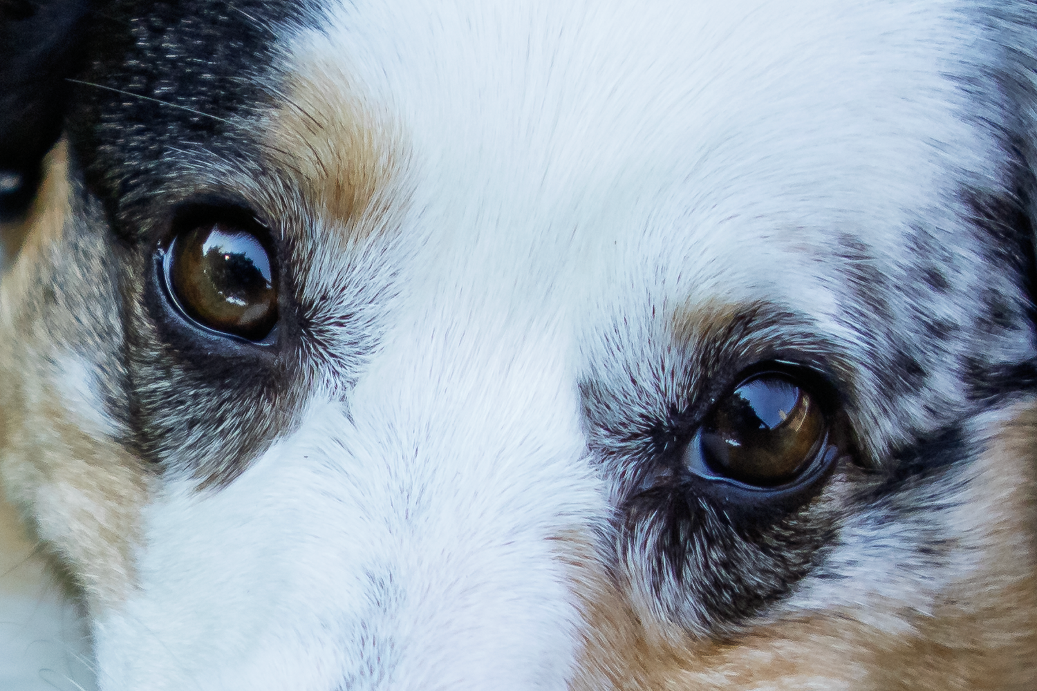 Close-up macro shots of a dog's eyes showing detailed textures of brown and blue iris patterns.