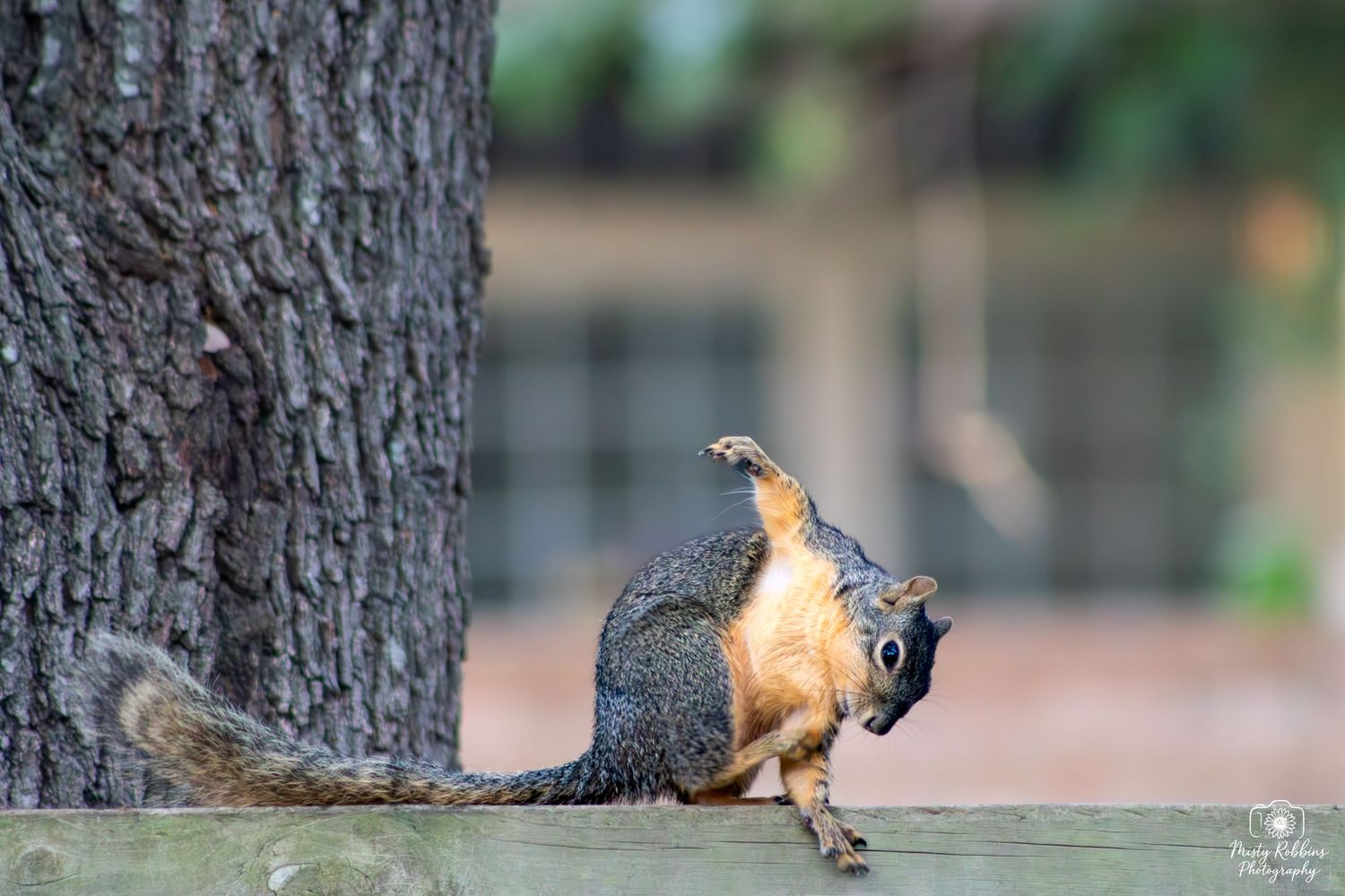A fox squirrel perched on a wooden fence beside a tree trunk, raising its tail in an amusing pose.