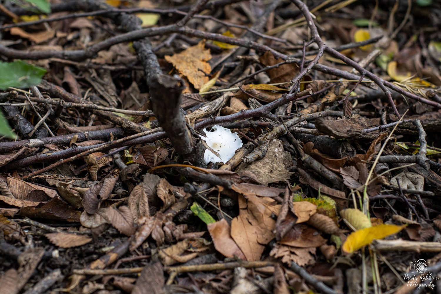 Fallen autumn leaves scattered on dark soil create a natural woodland ground cover pattern.