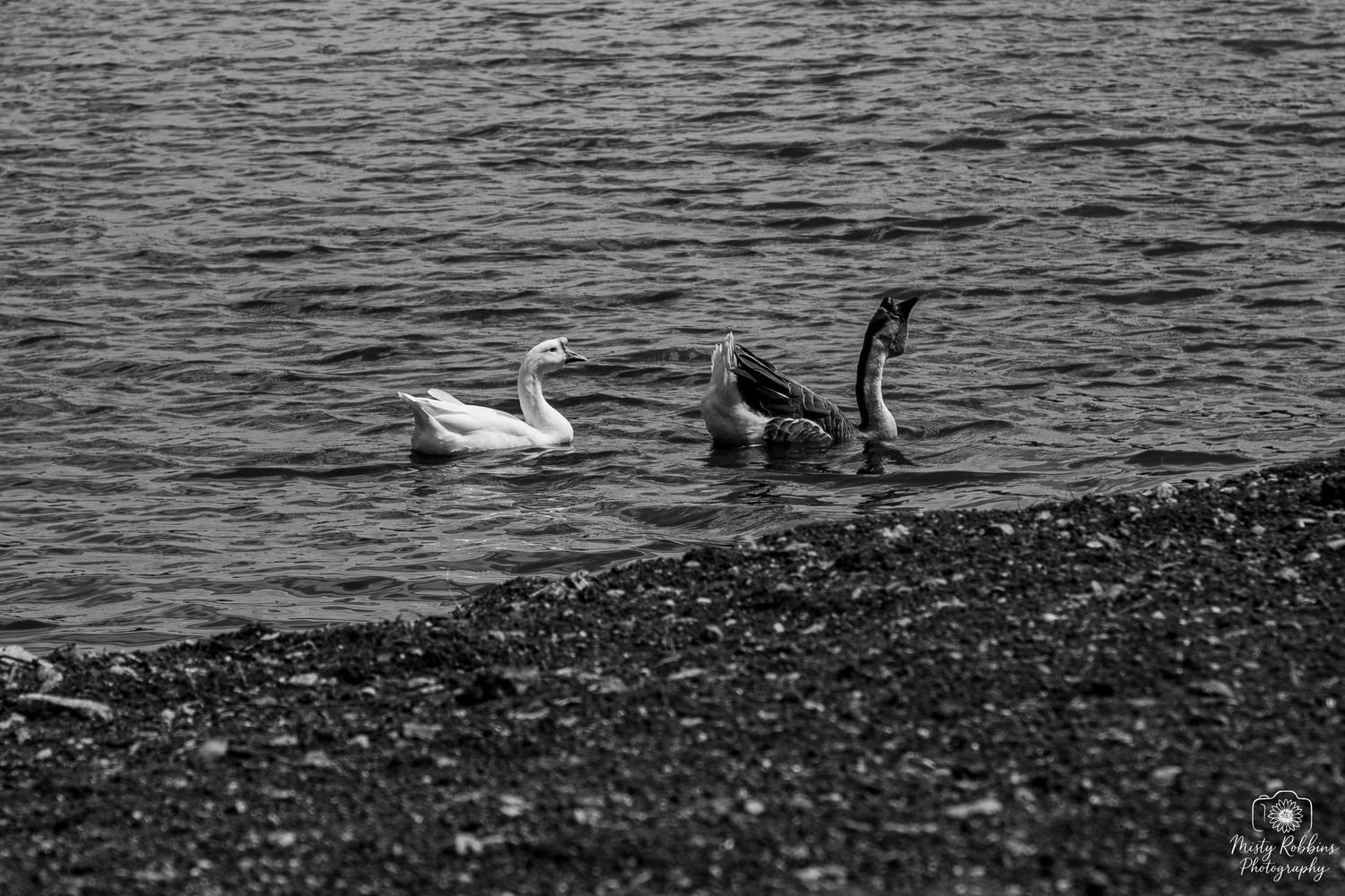 A graceful white swan glides across dark rippling waters near a rocky shoreline.