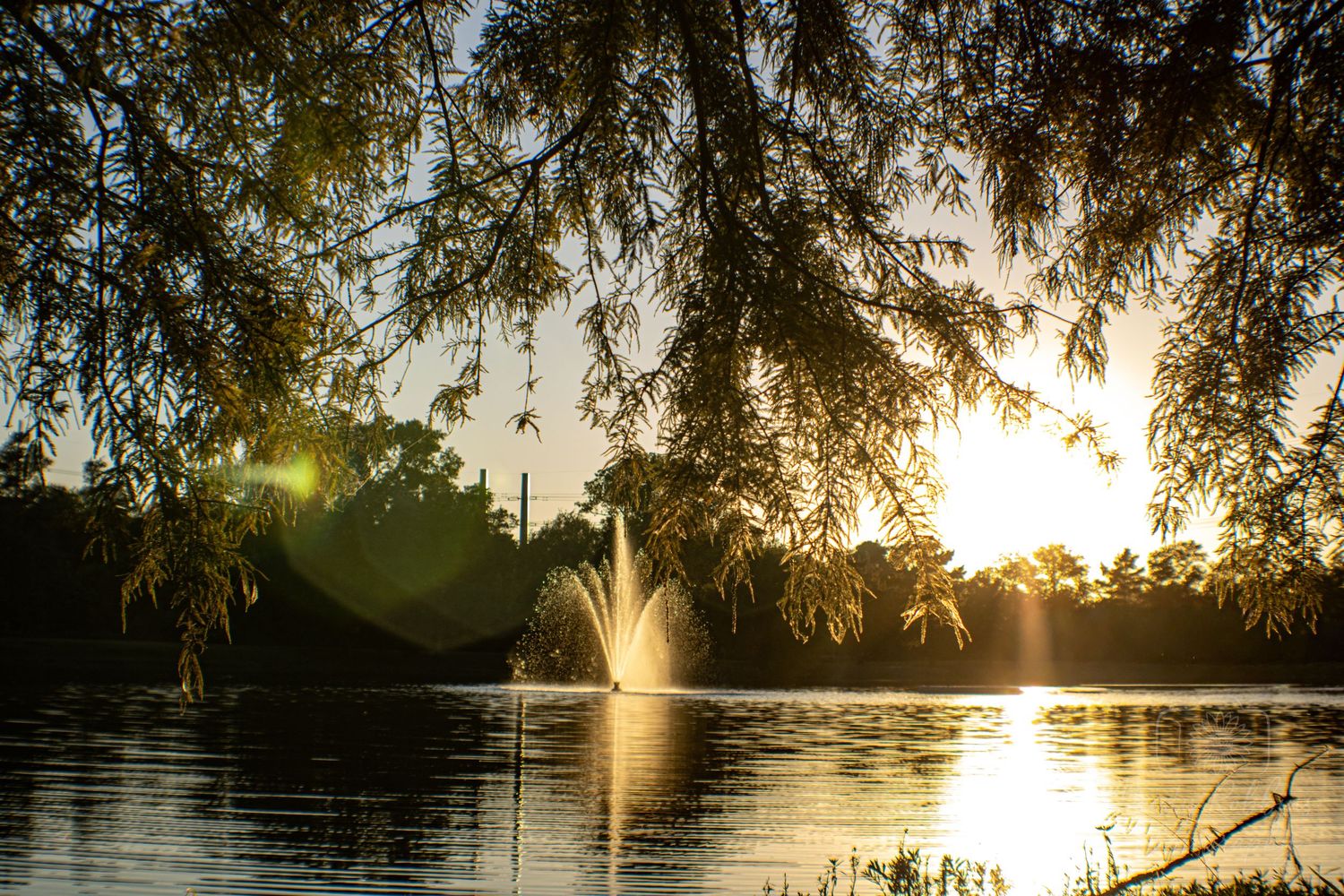 Golden sunset over a tranquil lake with a fountain and willow tree branches framing the serene water scene.