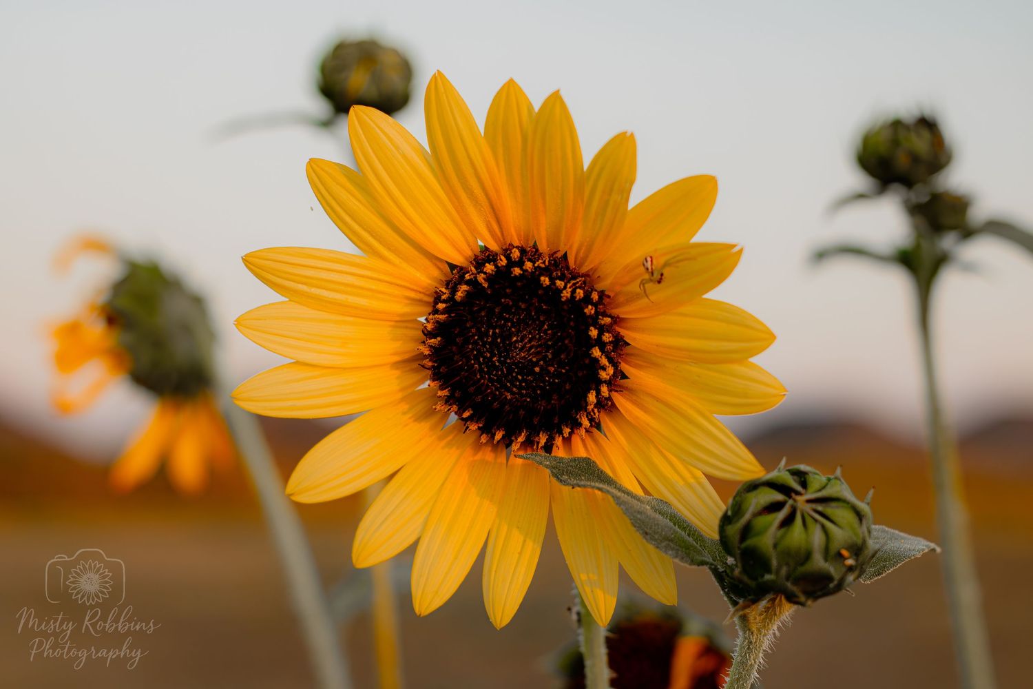 Vibrant yellow sunflower blooms against a soft blurred background in warm evening light.