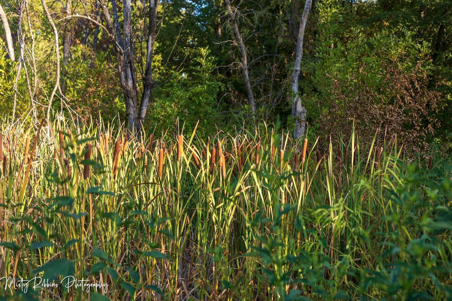 Cattails and green reeds grow in a sunlit wetland marsh surrounded by birch trees and lush foliage.