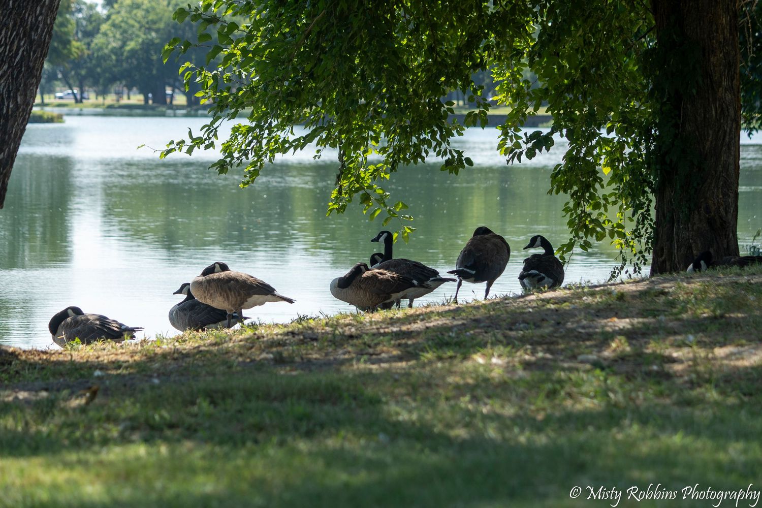 Canada geese resting on a grassy lakeside shore beneath a shady tree in a peaceful park setting.