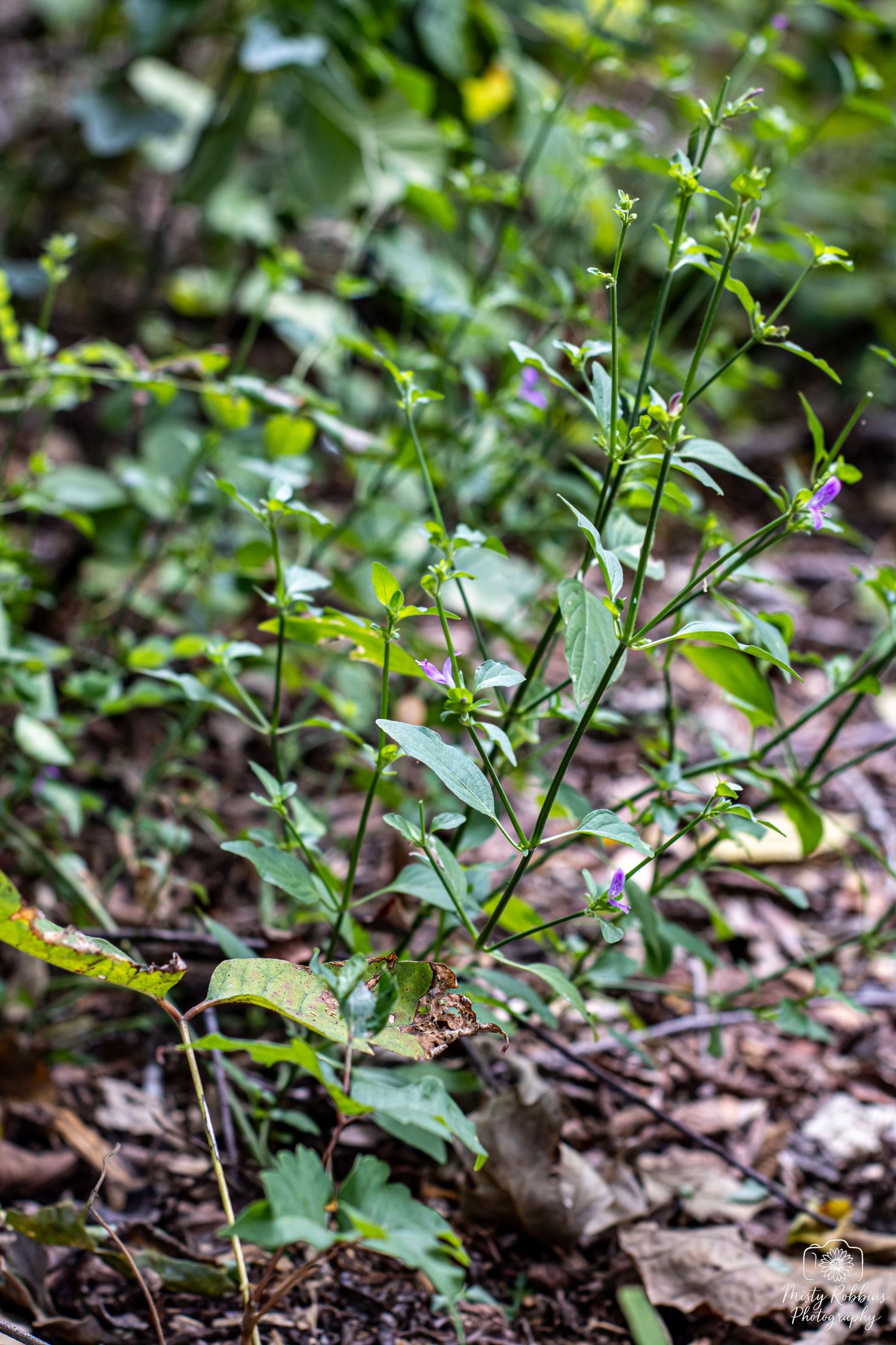 Small green plant seedlings emerging from brown leaf litter on forest floor in natural lighting.