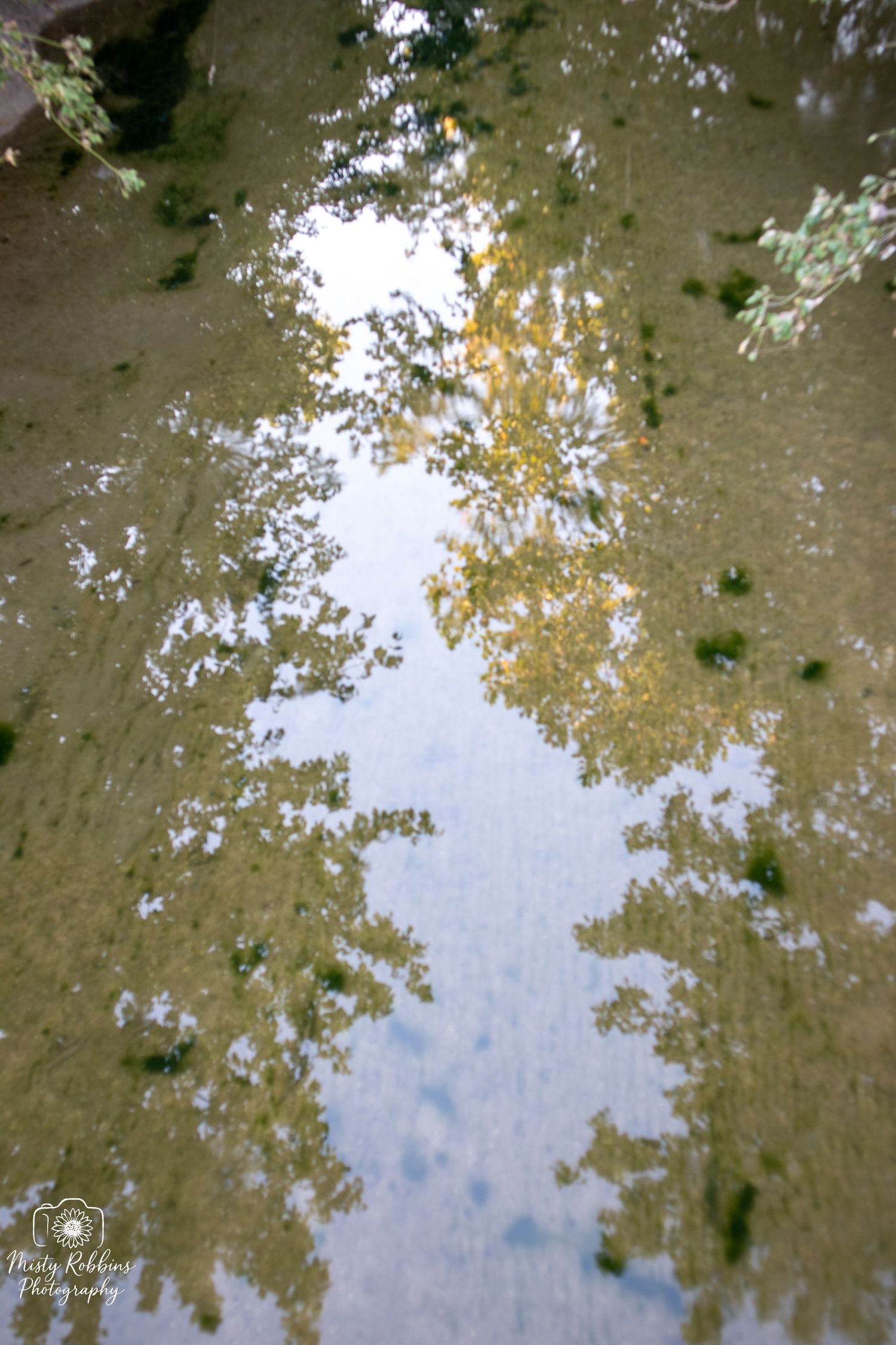 Trees and sky reflected in still water creating a mirror-like effect with autumn colors visible.