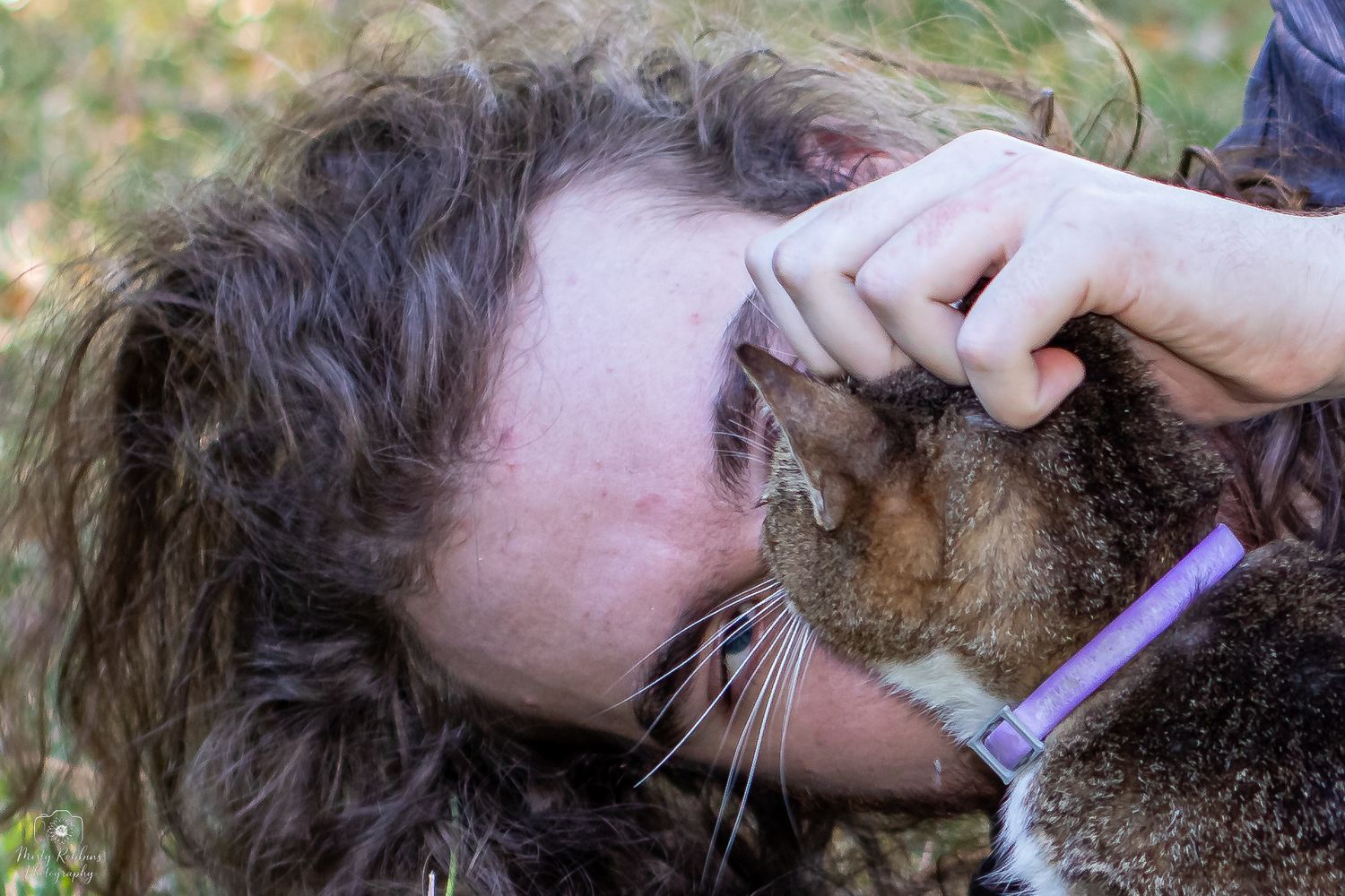 A sequence of images showing a cat being brushed with a purple grooming tool, removing loose fur.