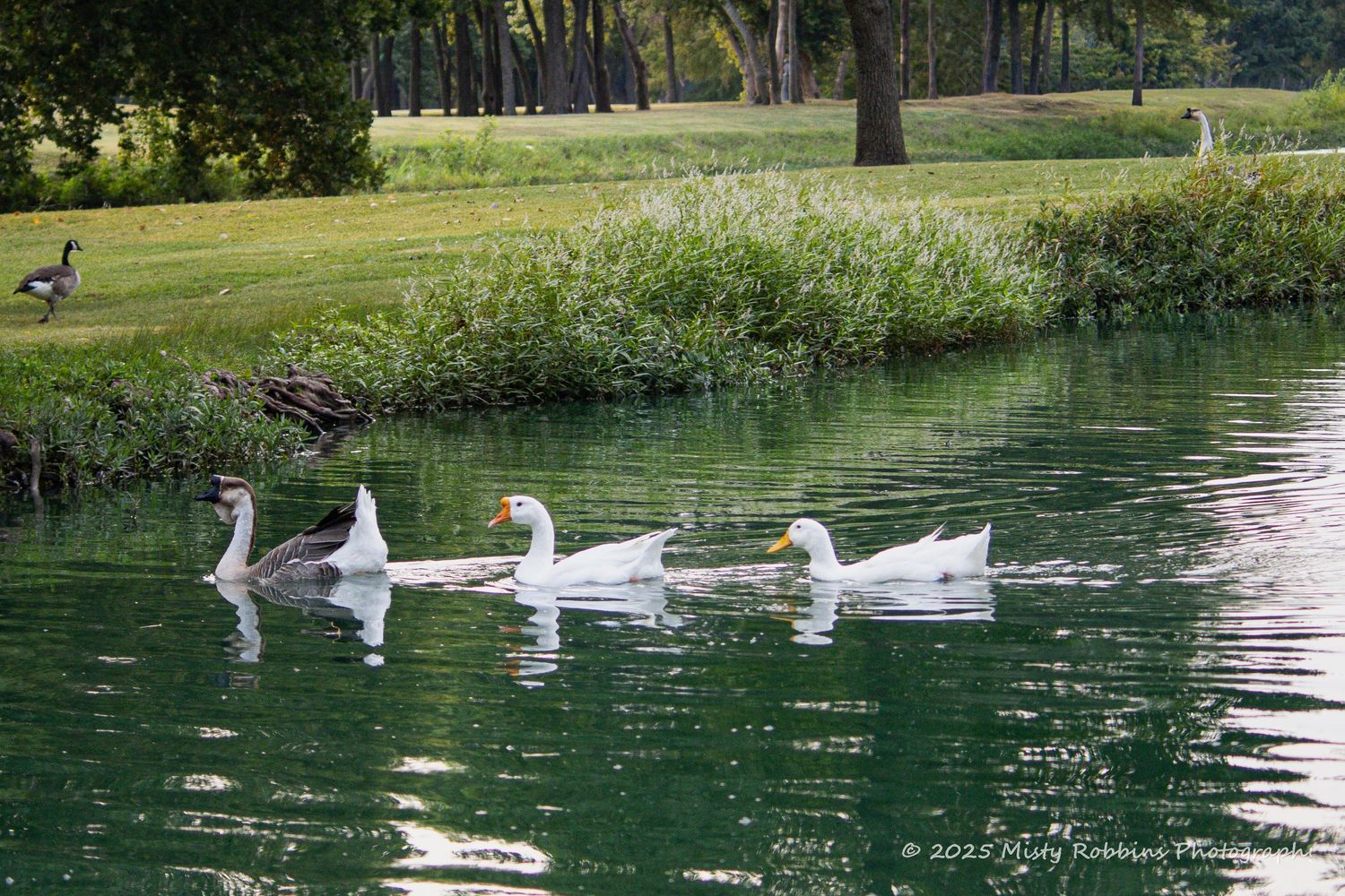 White geese glide gracefully across a tranquil pond surrounded by lush green trees and grass on a sunny day.