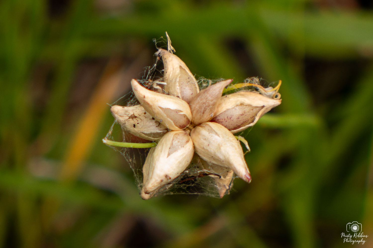 Close-up macro photo of a dried star-shaped seed pod with wispy fibers, set against a blurred green grass background.