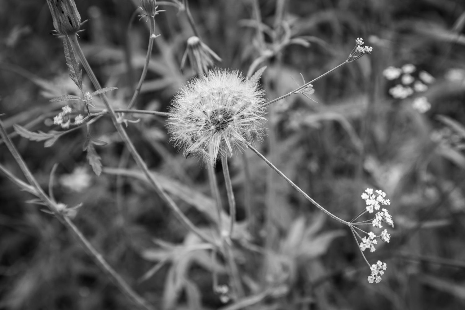 Black and white macro photo of a dandelion seed head surrounded by wildflowers and grass in a natural garden setting.