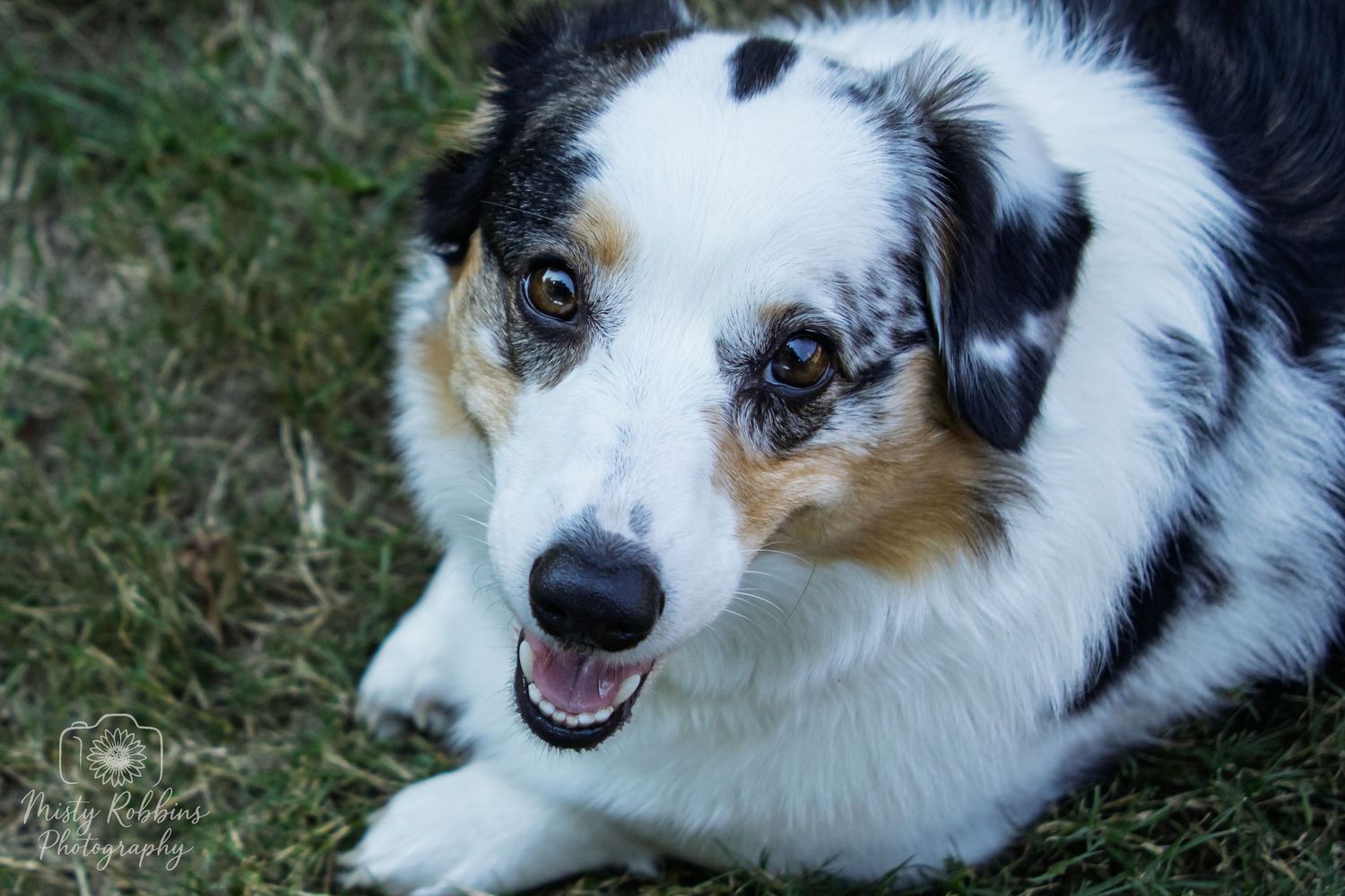 A close-up photo series of an Australian Shepherd dog with black and white fur and expressive eyes.