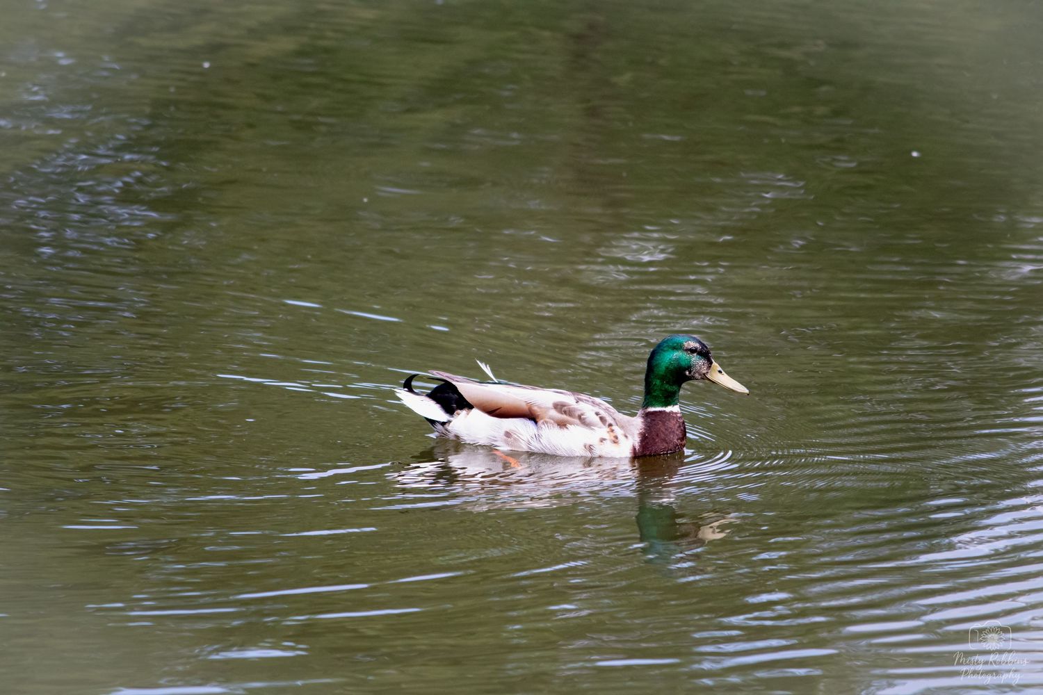 A male mallard duck with green head swimming on a calm pond.