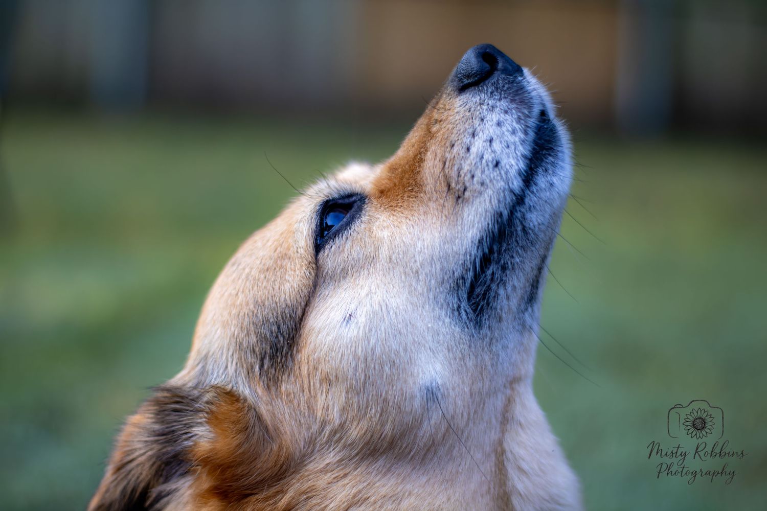 Close-up profile of a German Shepherd dog with tan and black fur looking upward against a blurred green background.