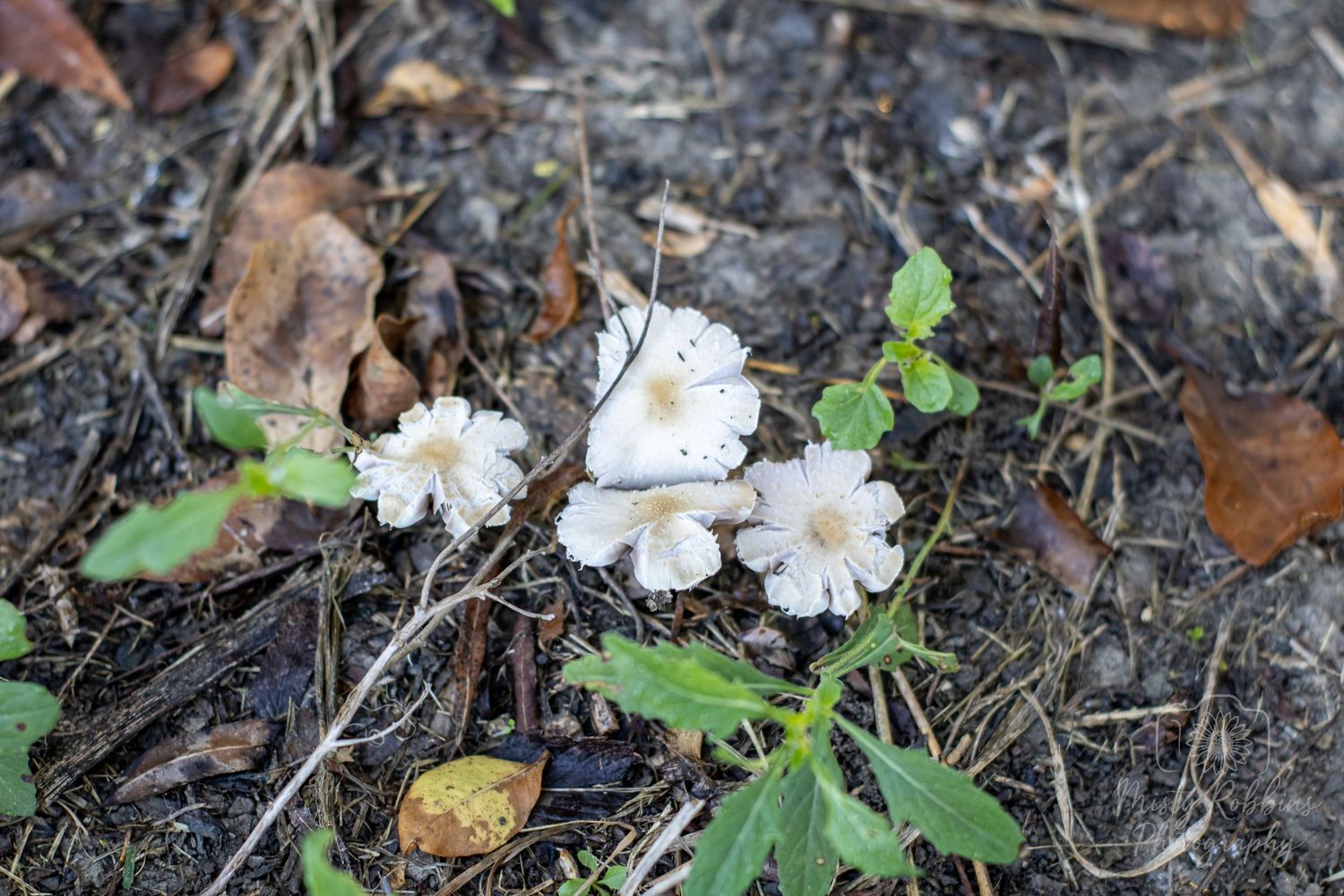 Small white flowers with yellow centers bloom among fallen leaves and soil on the forest floor.