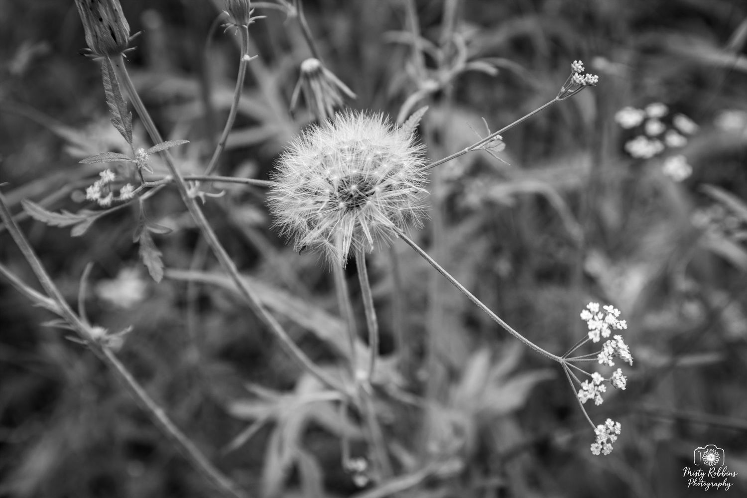 Black and white macro photo of a dandelion seed head surrounded by wildflowers and stems in a natural garden setting.