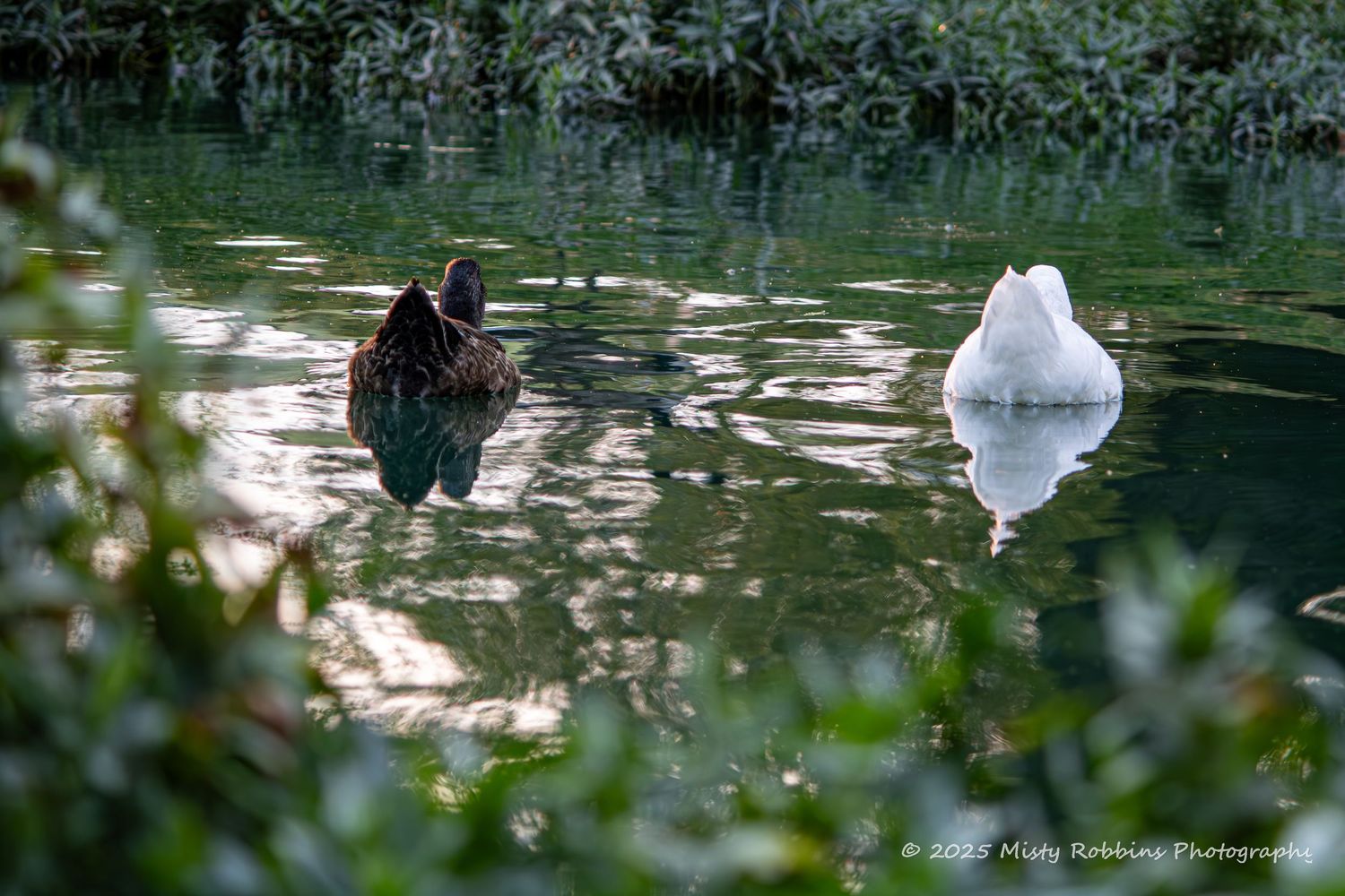 A white egret wades through reflective water surrounded by lush green vegetation at the water's edge.