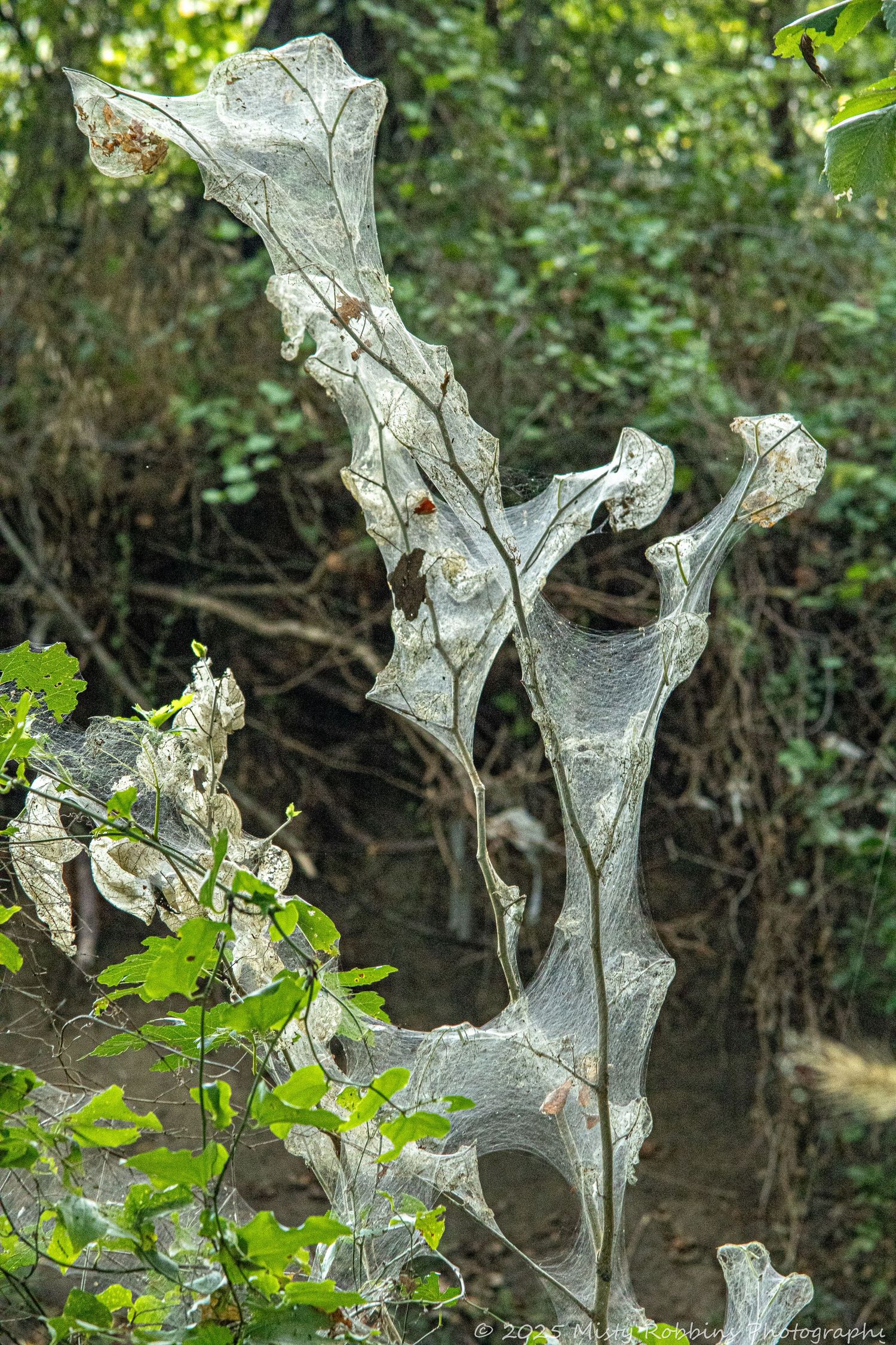 Delicate ice formations create natural crystalline sculptures against a dark forest background with green foliage.