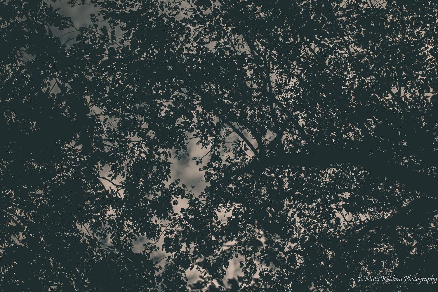 Aerial view of dark forest canopy with scattered clearings and light patches visible through dense tree cover.