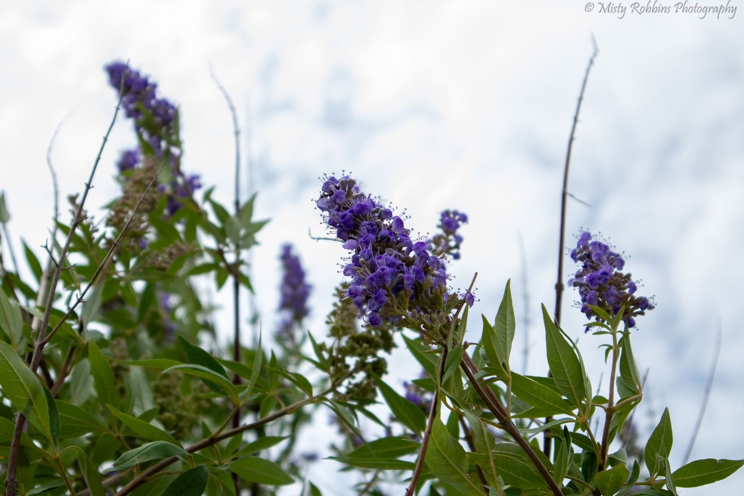 Purple vitex agnus-castus flowers blooming against a cloudy sky, with green leaves in a natural outdoor setting.