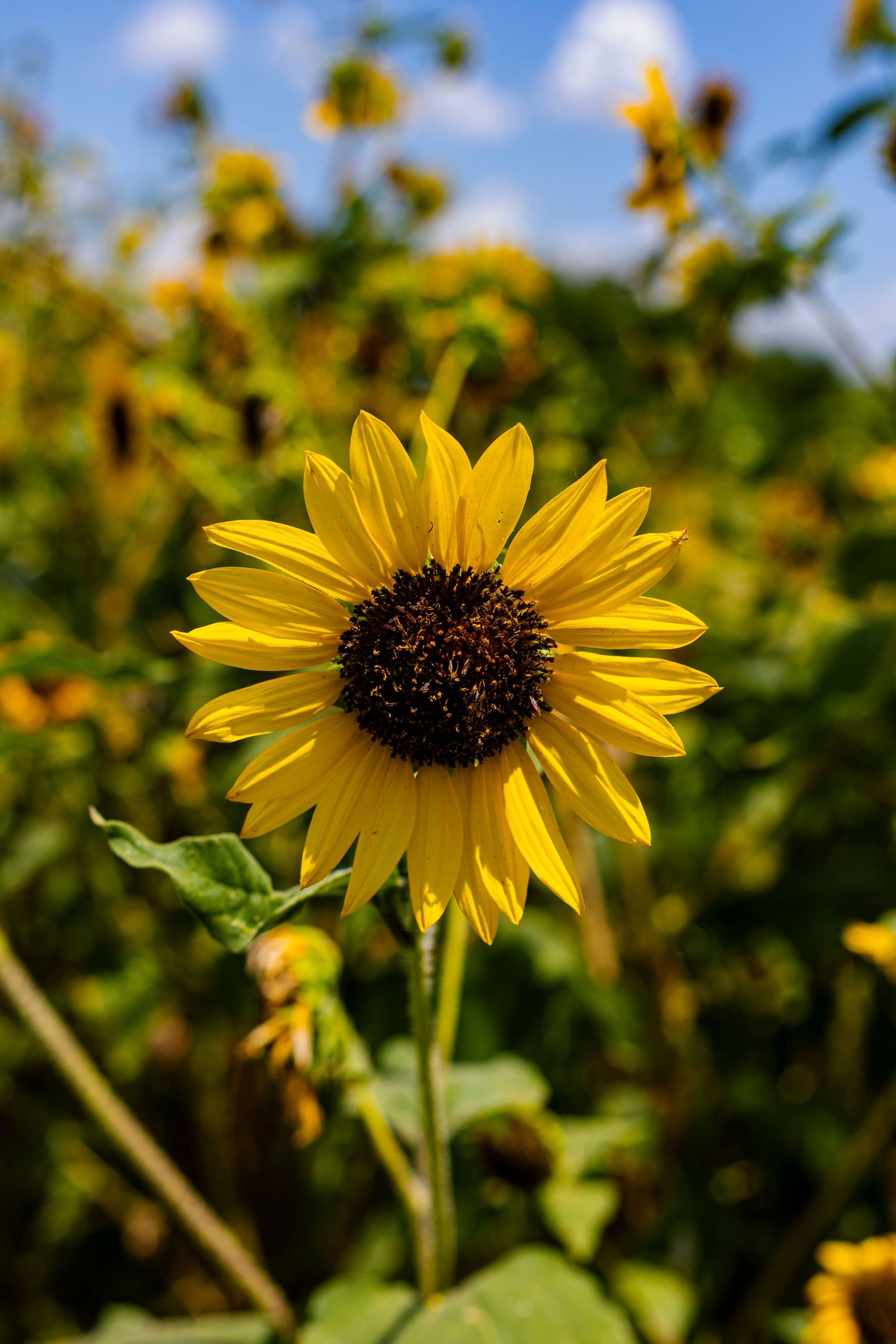 A vibrant yellow sunflower in full bloom stands tall in a sunflower field under a bright blue sky.