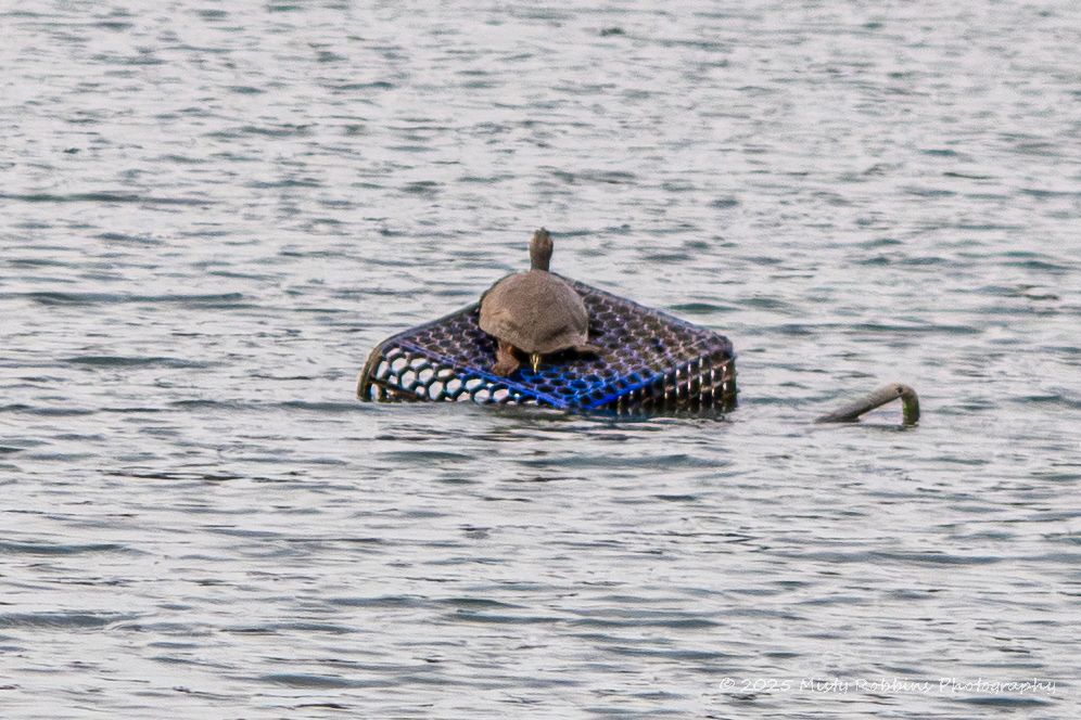 A duck resting on a floating inflatable mattress in calm waters.