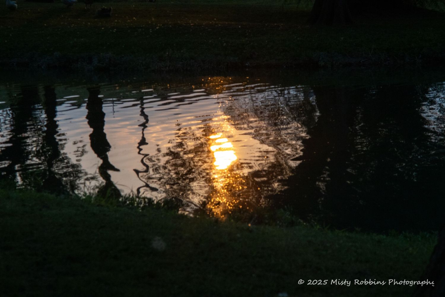 Silhouetted trees reflect on dark water at dusk with golden sunlight peeking through.