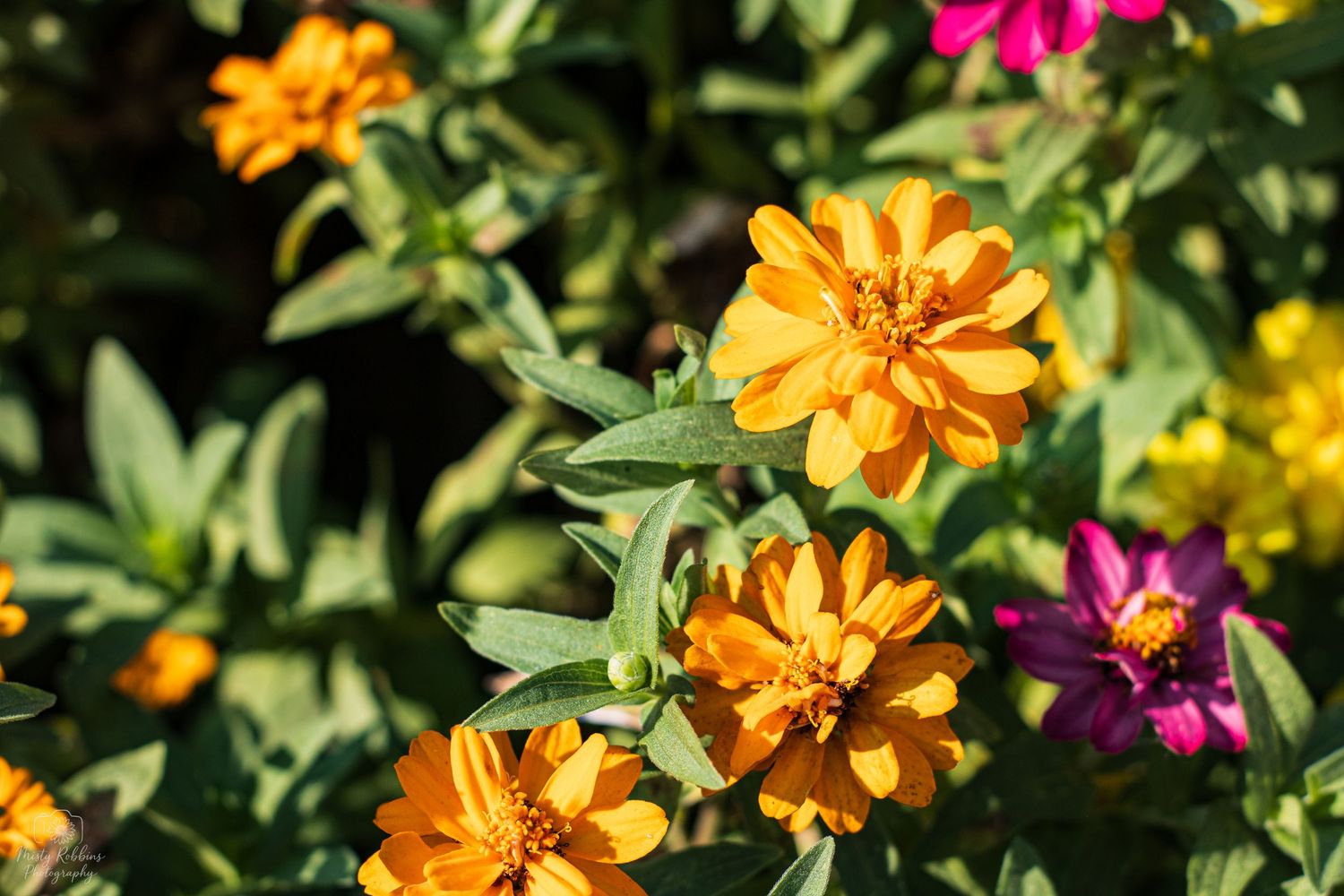 Vibrant orange marigold and pink zinnia flowers bloom among lush green foliage in a summer garden.