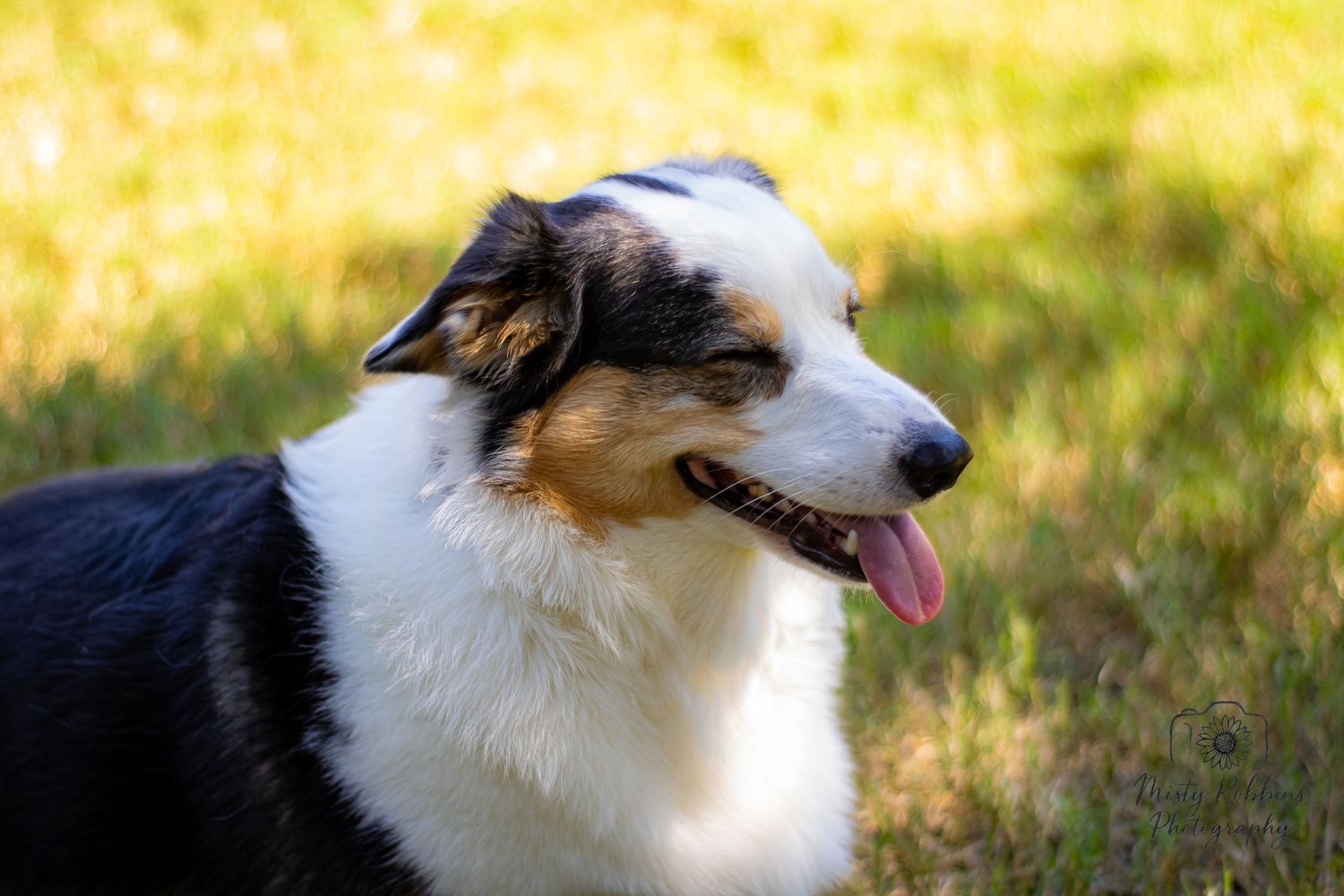 A border collie dog with black and white fur sits attentively in a sunny outdoor setting.