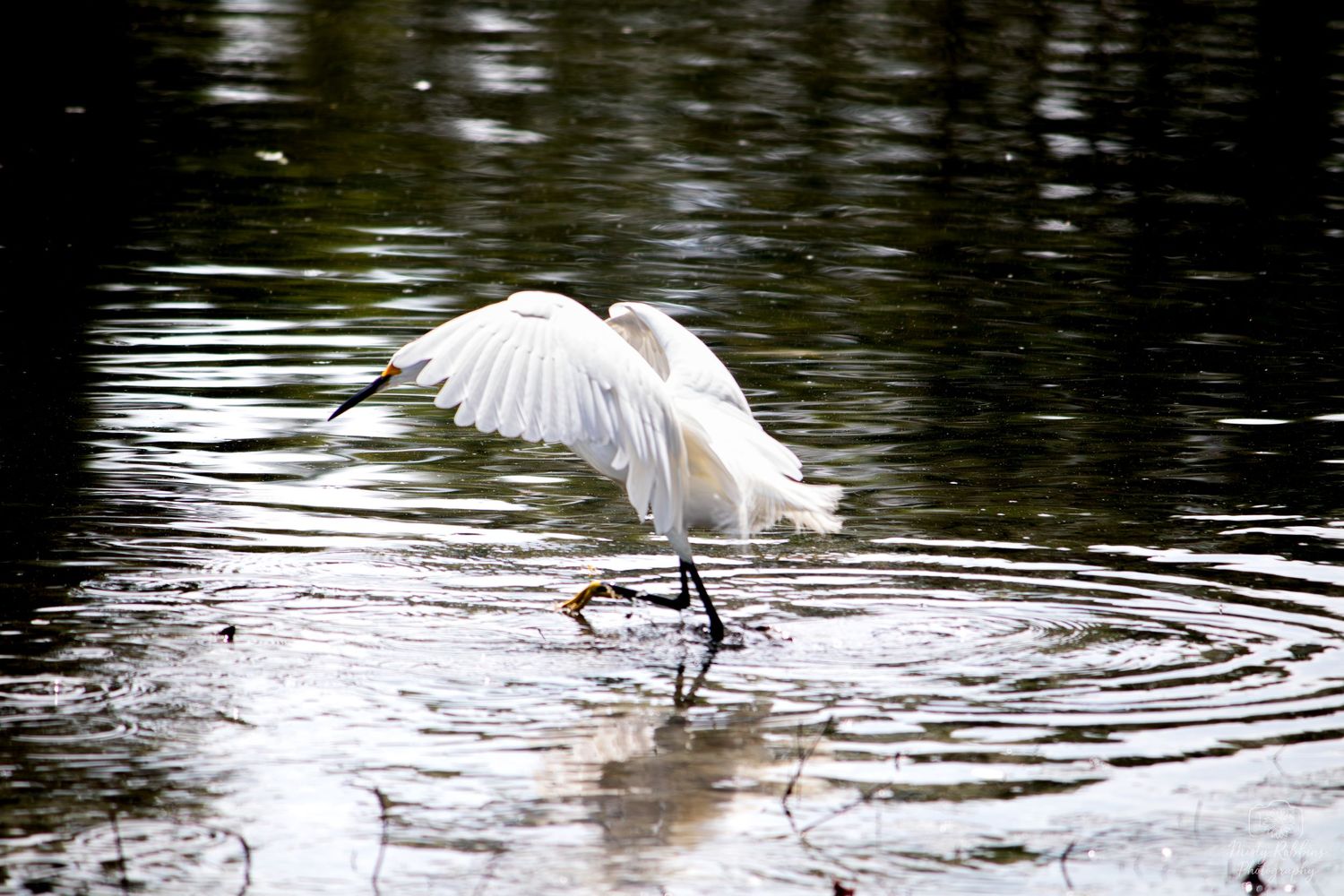 White egret with wings spread catching prey in a rippling dark water pond.