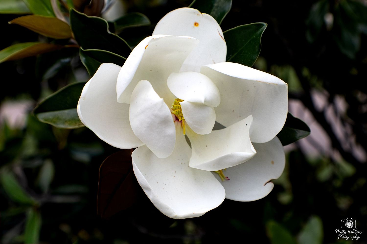 A stunning white magnolia flower in full bloom with large petals and yellow center, surrounded by dark green leaves.