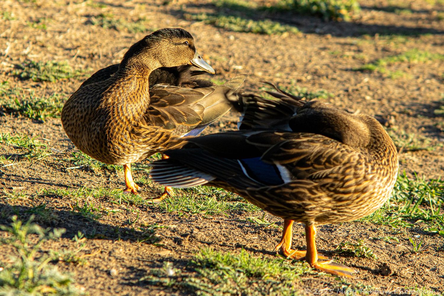 A group of mallard ducks foraging for food on dry ground during a sunny day.