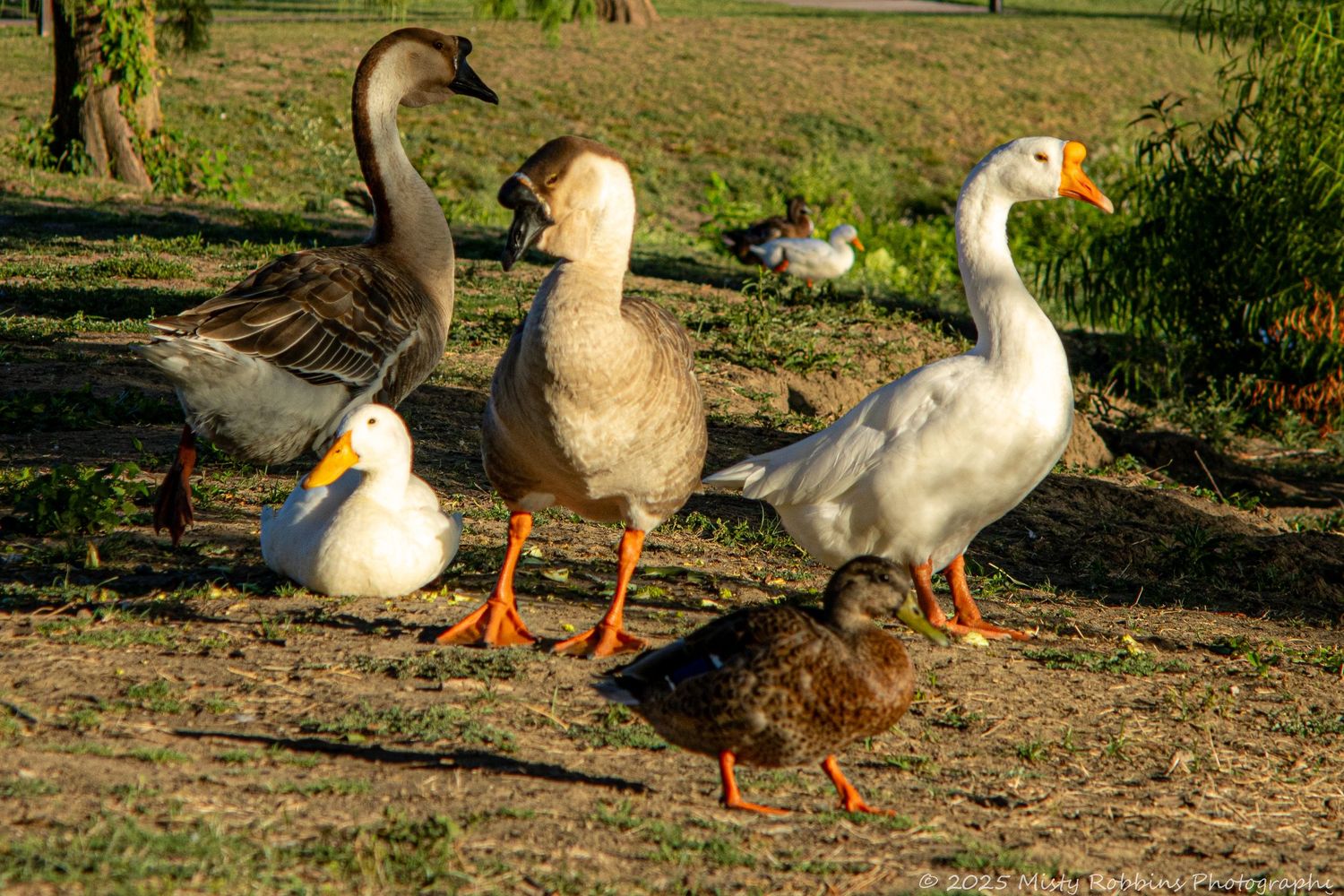A sequence of geese walking in a line on a grassy path showing their natural following behavior.