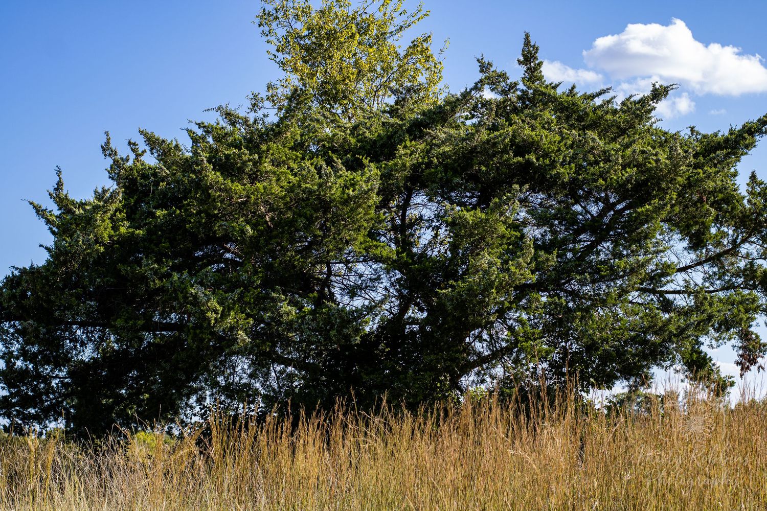A panoramic view of tall grass and evergreen trees against a blue sky with white clouds on a sunny day.