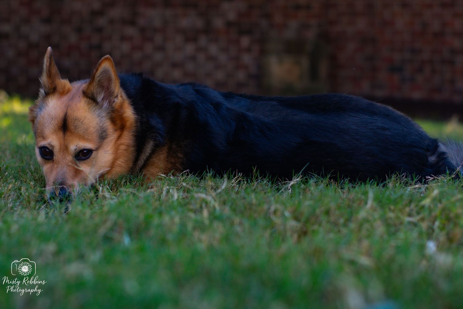 A red fox rests in the grass during a sunny day, showing its distinctive orange fur and alert expression.