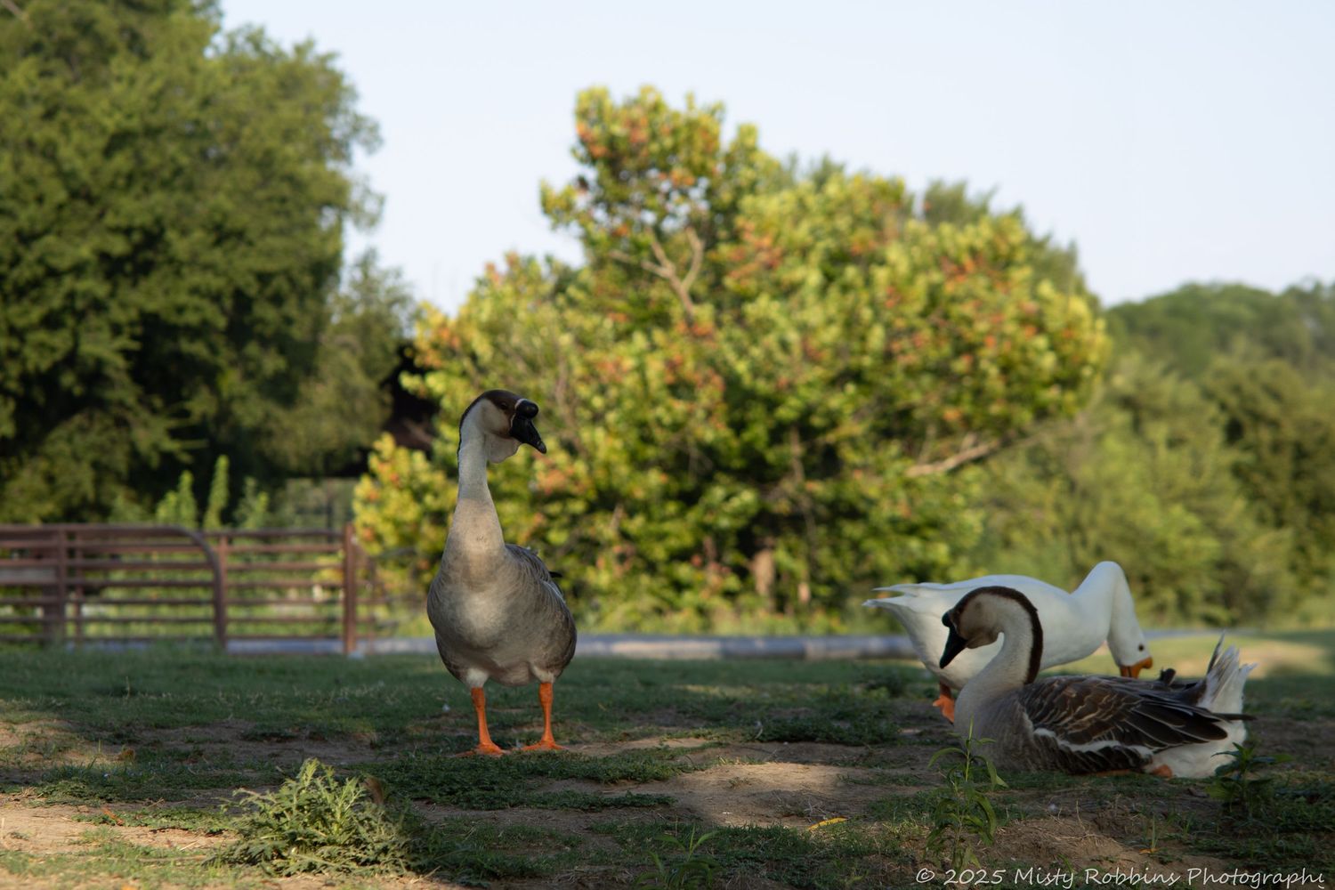 Two ducks walking on grass in a park setting with trees and a wooden fence in the background.