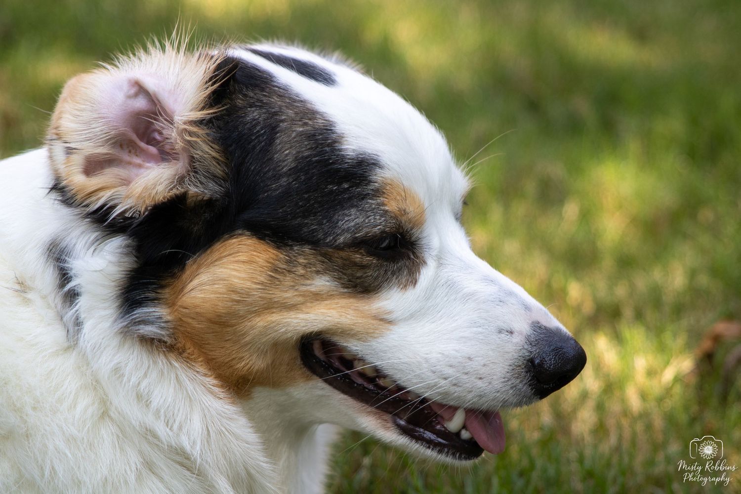 A close-up profile view of a Jack Russell Terrier dog with brown and white markings outdoors in natural lighting.