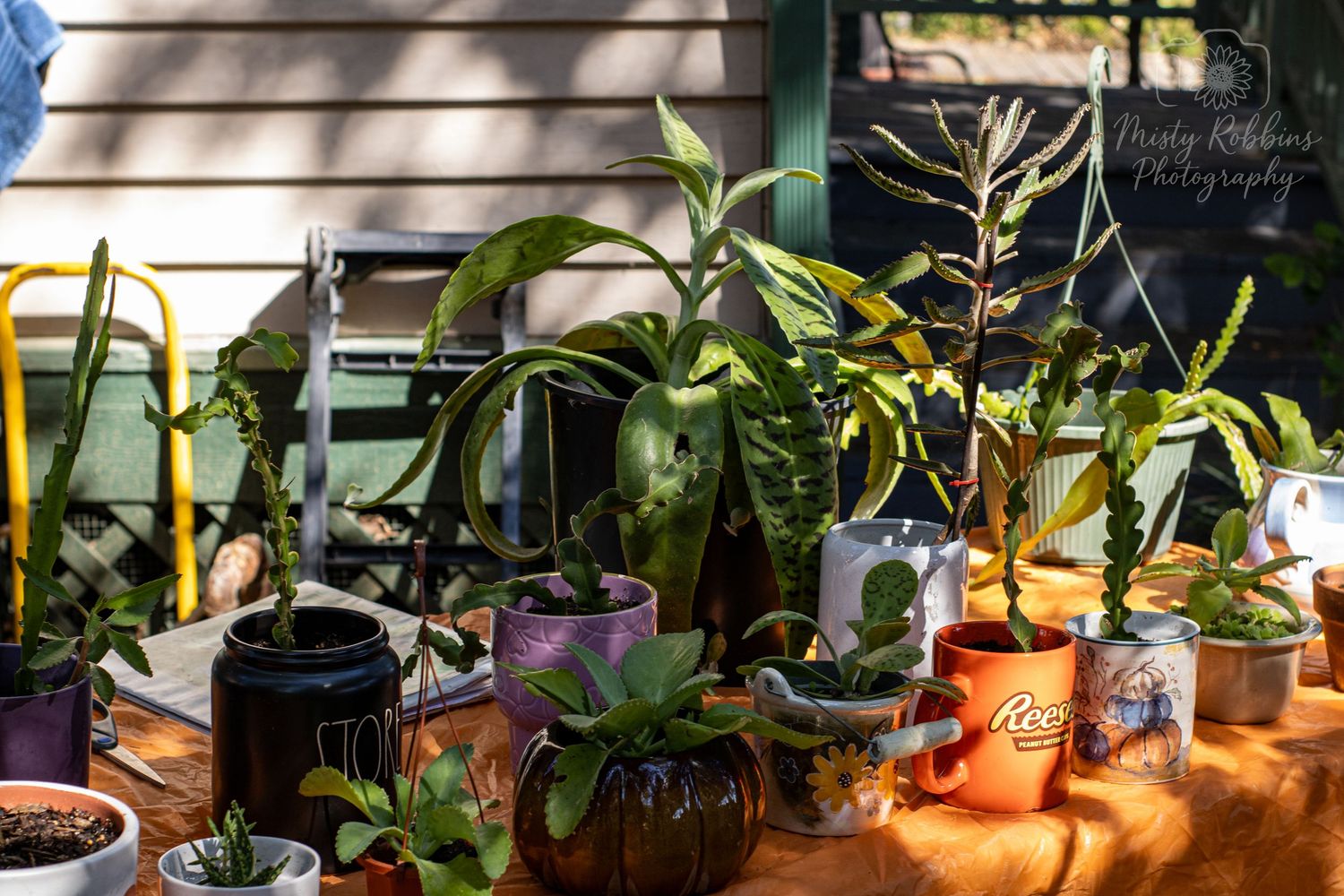 A collection of potted houseplants arranged on windowsills and shelves in natural lighting.