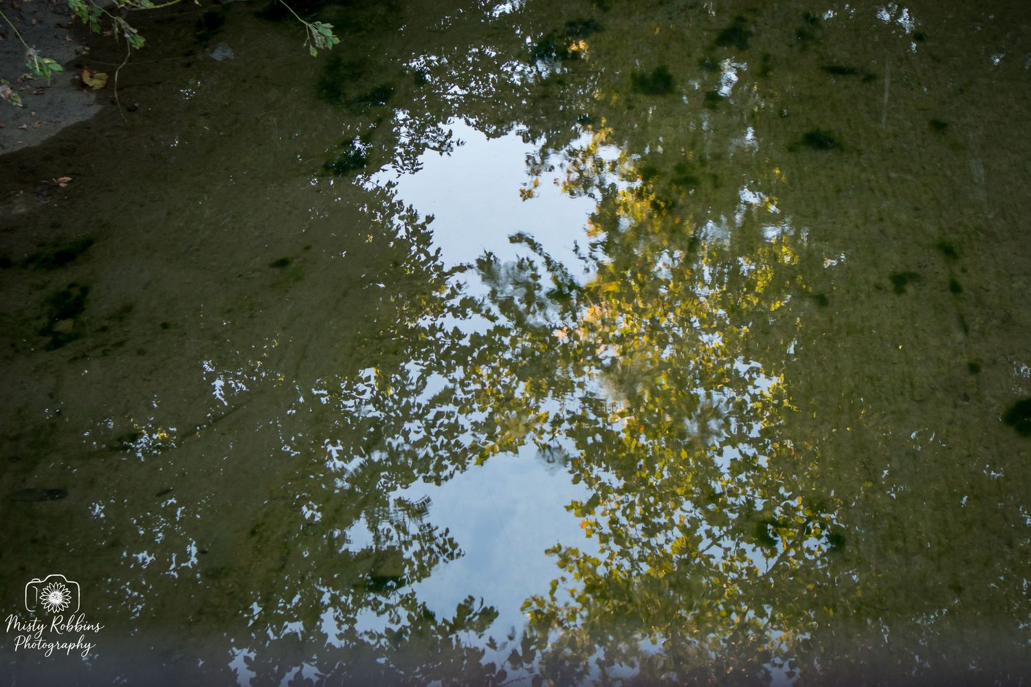 Reflection of autumn trees and blue sky in dark pond water creates a mirror-like natural abstract.