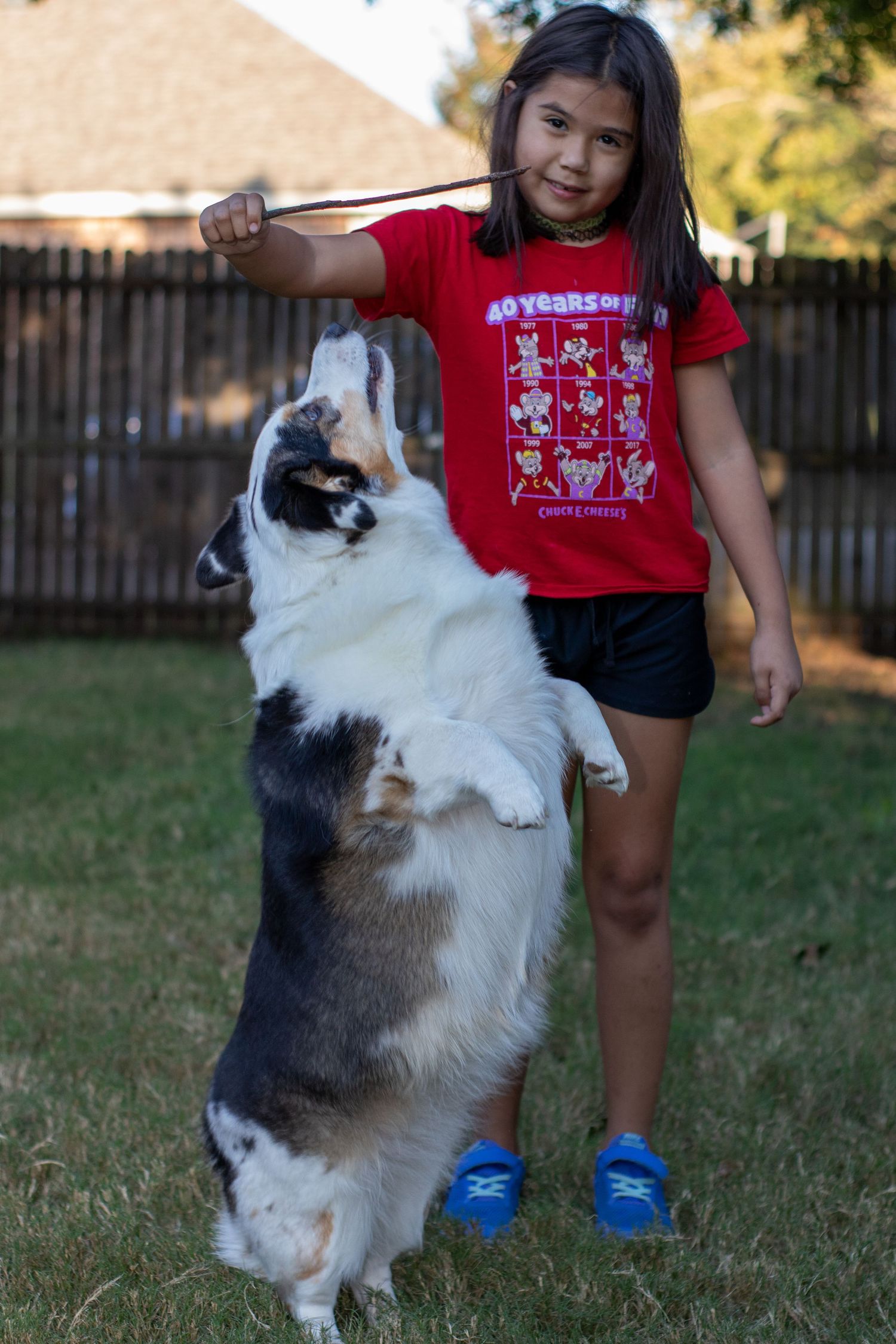 A large black and white dog stands on hind legs next to someone wearing a red t-shirt and blue shoes in a backyard.