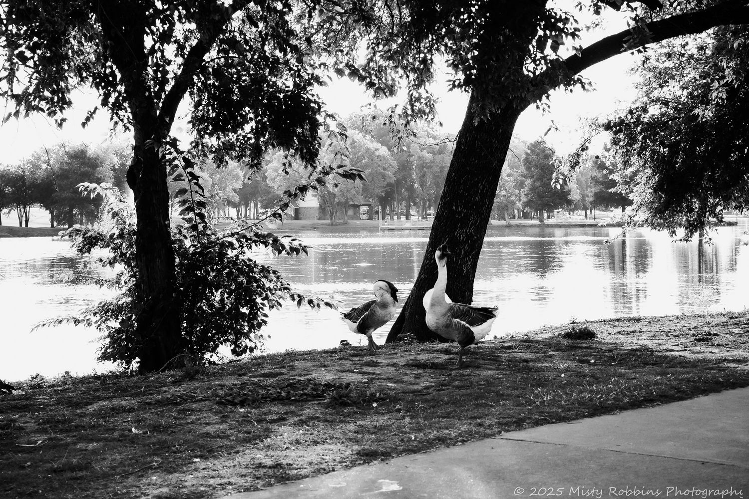 A tranquil lakeside scene with trees casting shadows on the shore in black and white.