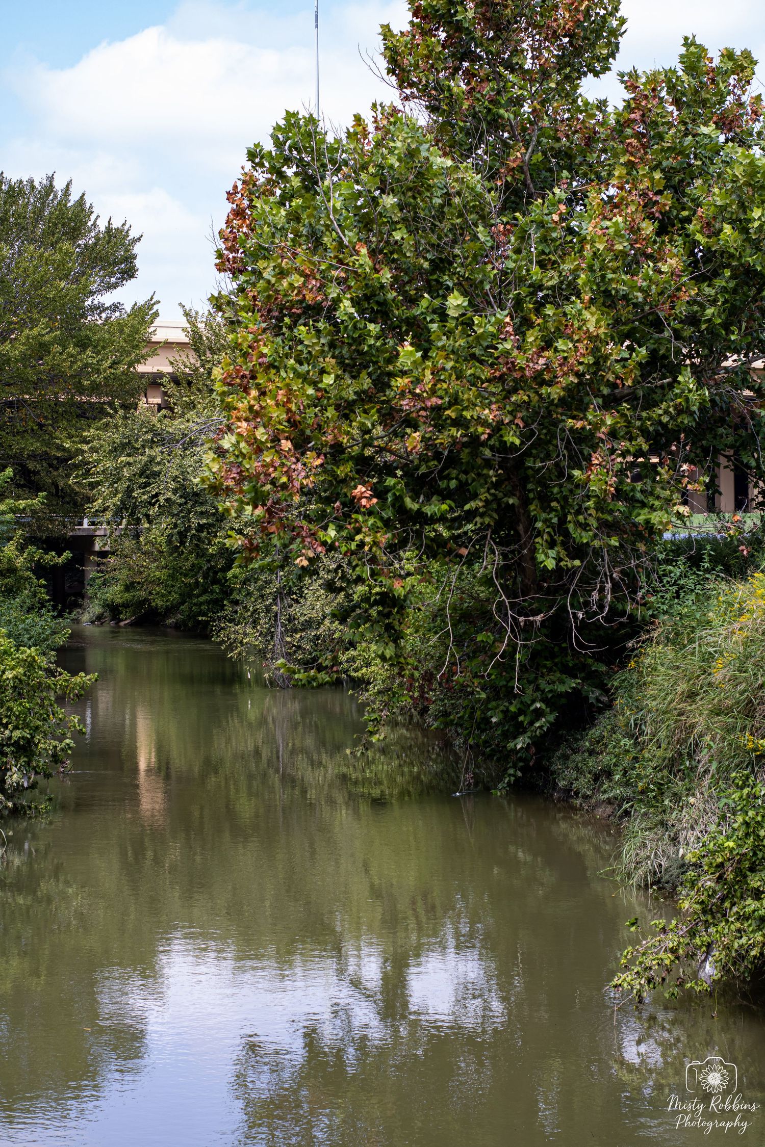 Lush green trees and bushes line a tranquil pond reflecting the foliage on its calm surface.