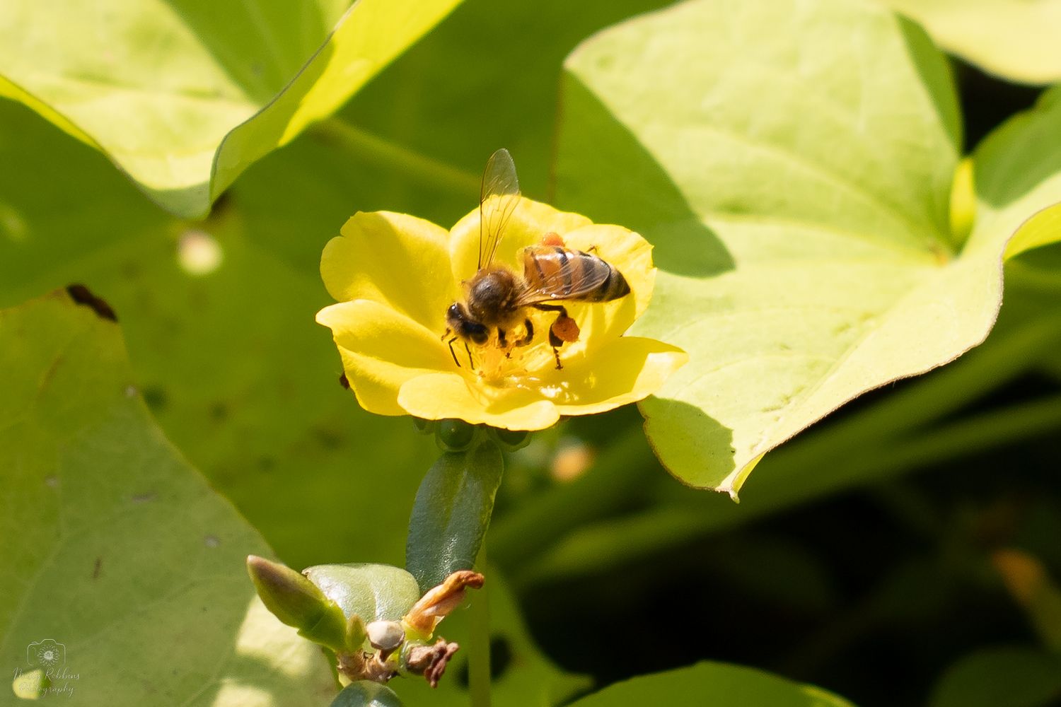 A bee collects nectar from bright yellow buttercup flowers in a lush green garden setting.