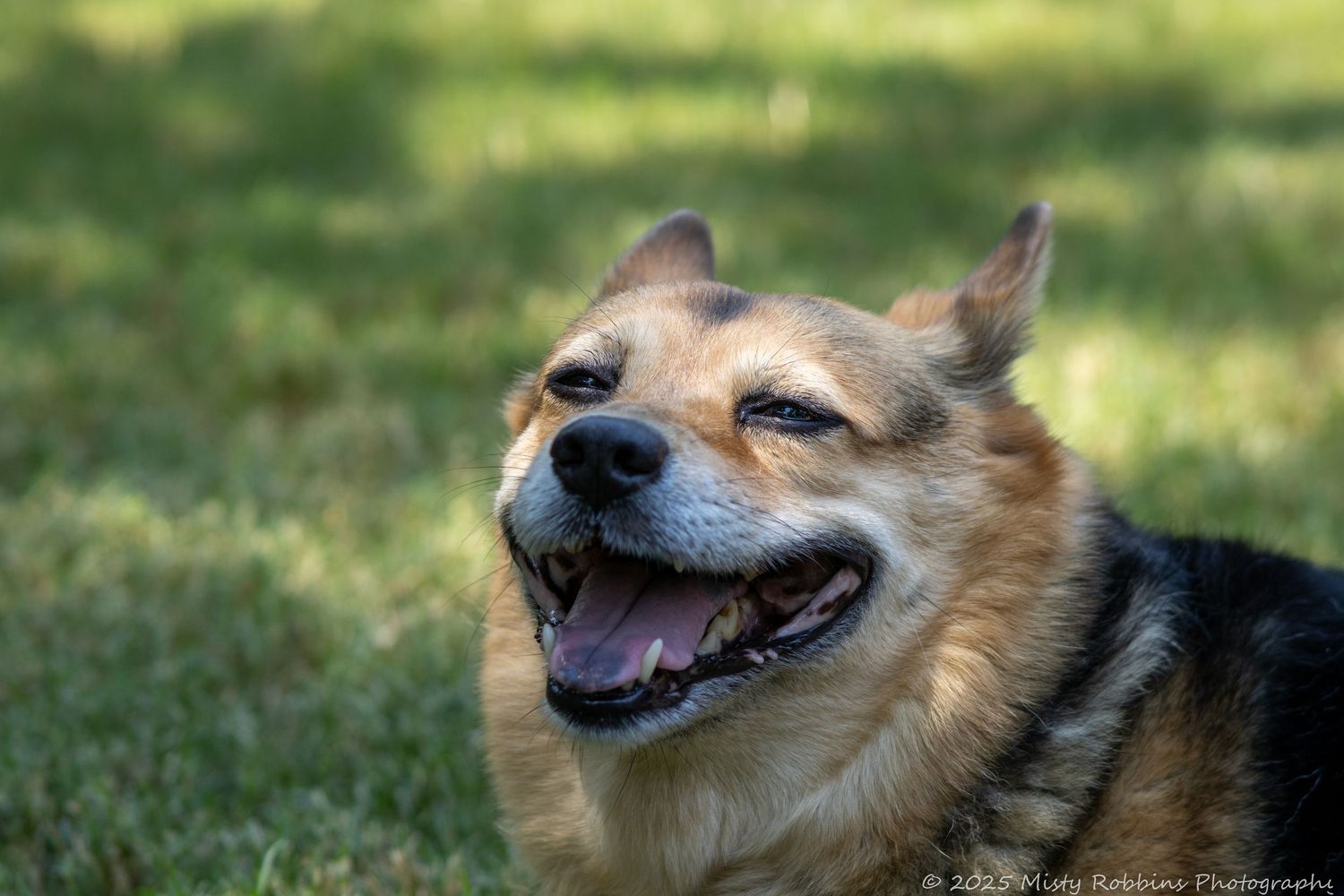 A smiling German Shepherd dog shows a happy expression while sitting outdoors in green grass.