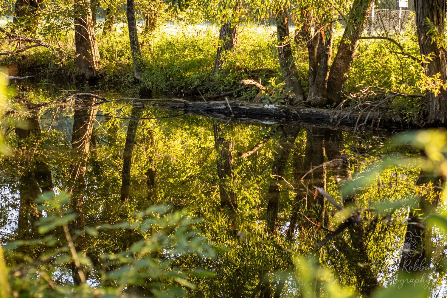 Sunlit forest scene with trees reflecting in calm water during golden hour.