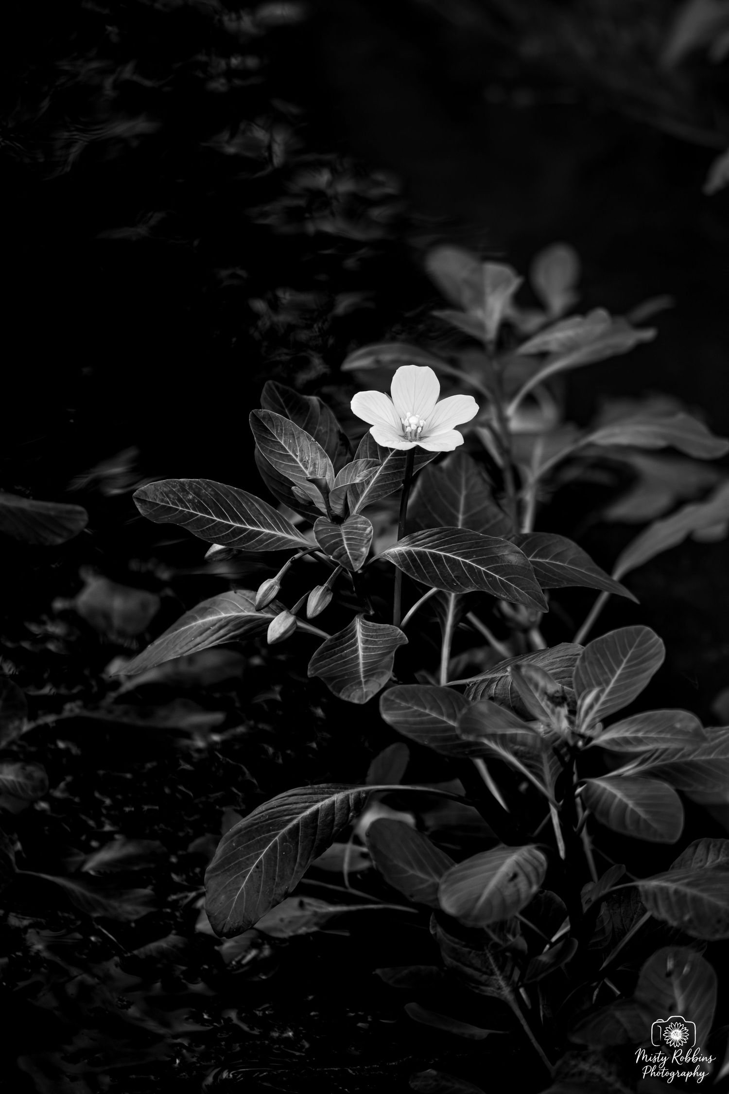 Black and white macro photo of a single white flower blooming on a leafy plant against a dark background.